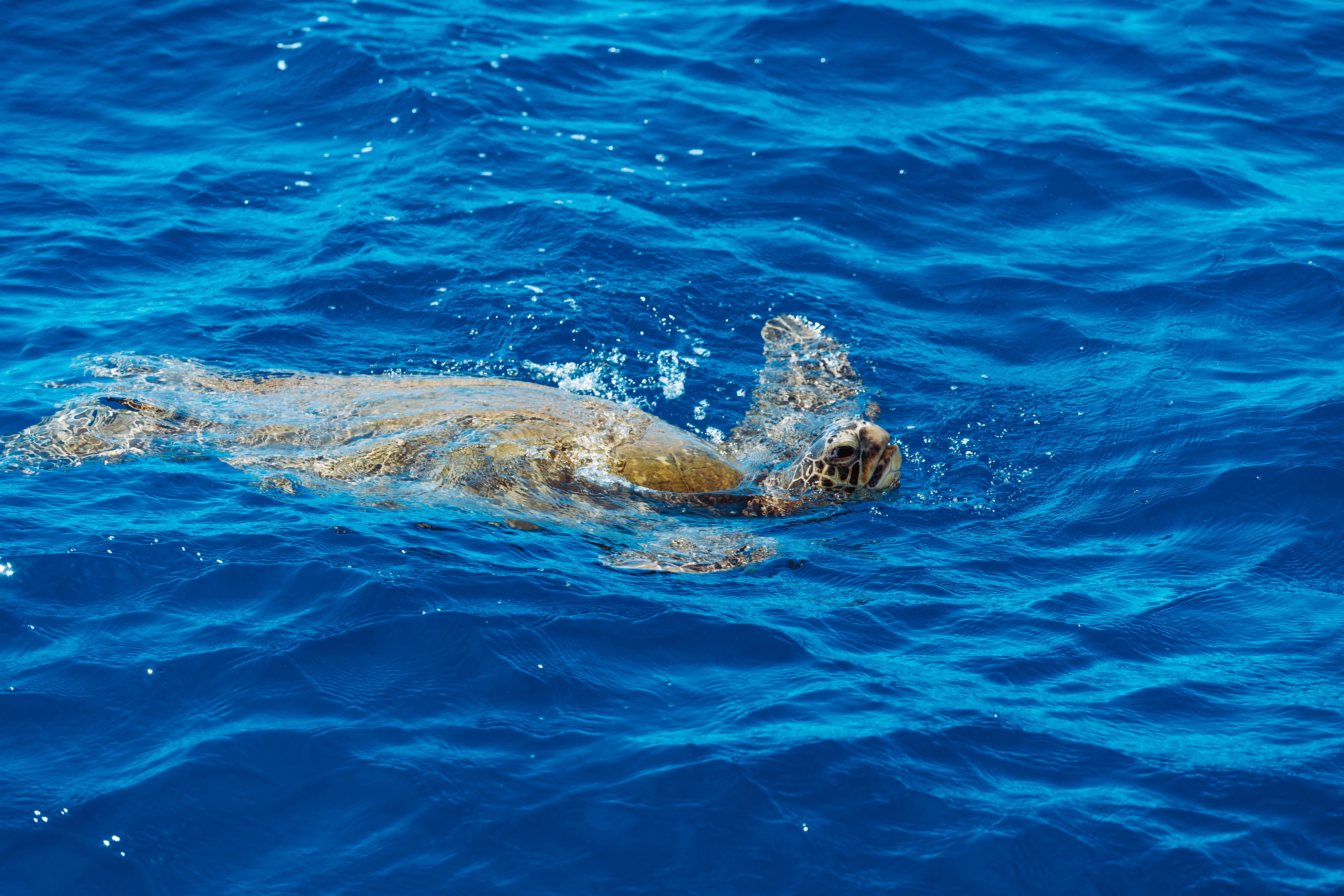 Honolulu Glass Bottom Boat Adventure
