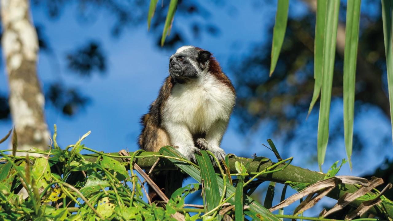 Panama Canal Wildlife Safari: Monkeys, Sloths & Rainforest