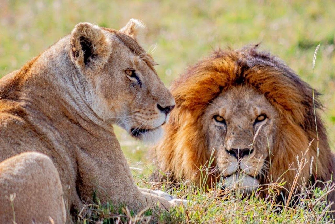 Selous Game Reserve Full-Day Fly-In Safari from Zanzibar