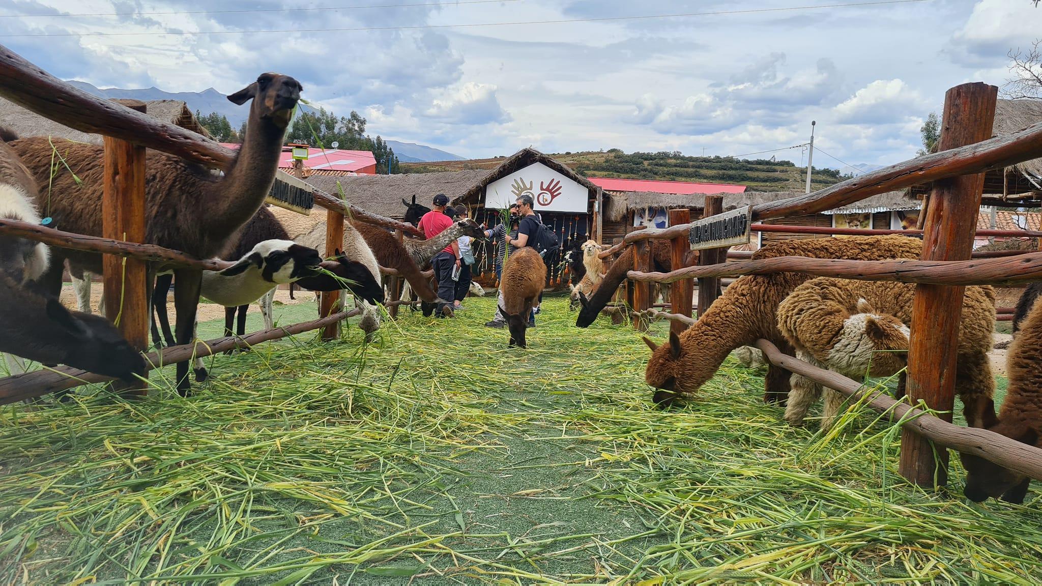 Llama & Alpaca Encounter with Wildlife Rescue Center Visit