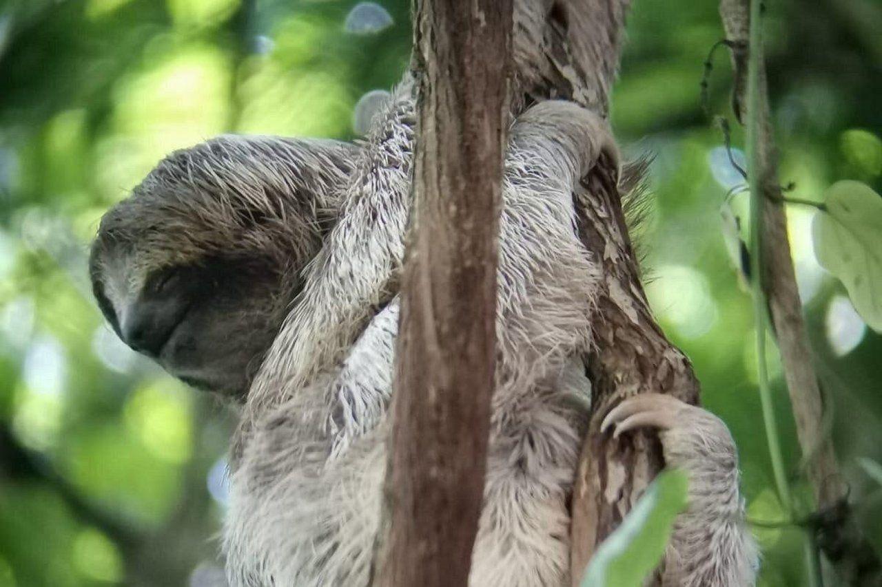 La Fortuna Bogarin Trail: Expert-Led Sloth & Wildlife Walk