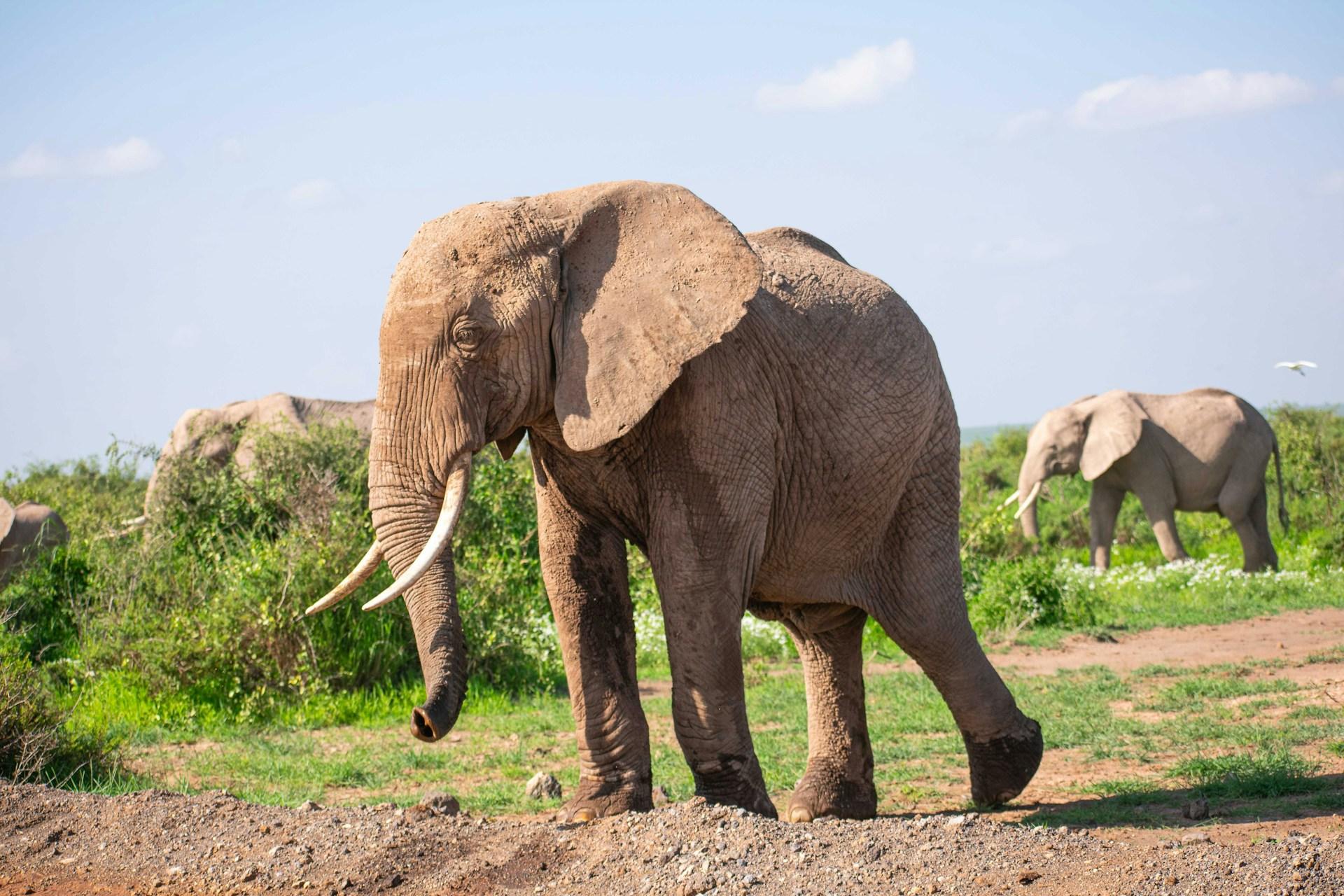 Amboseli National Park Full-Day Safari from Nairobi