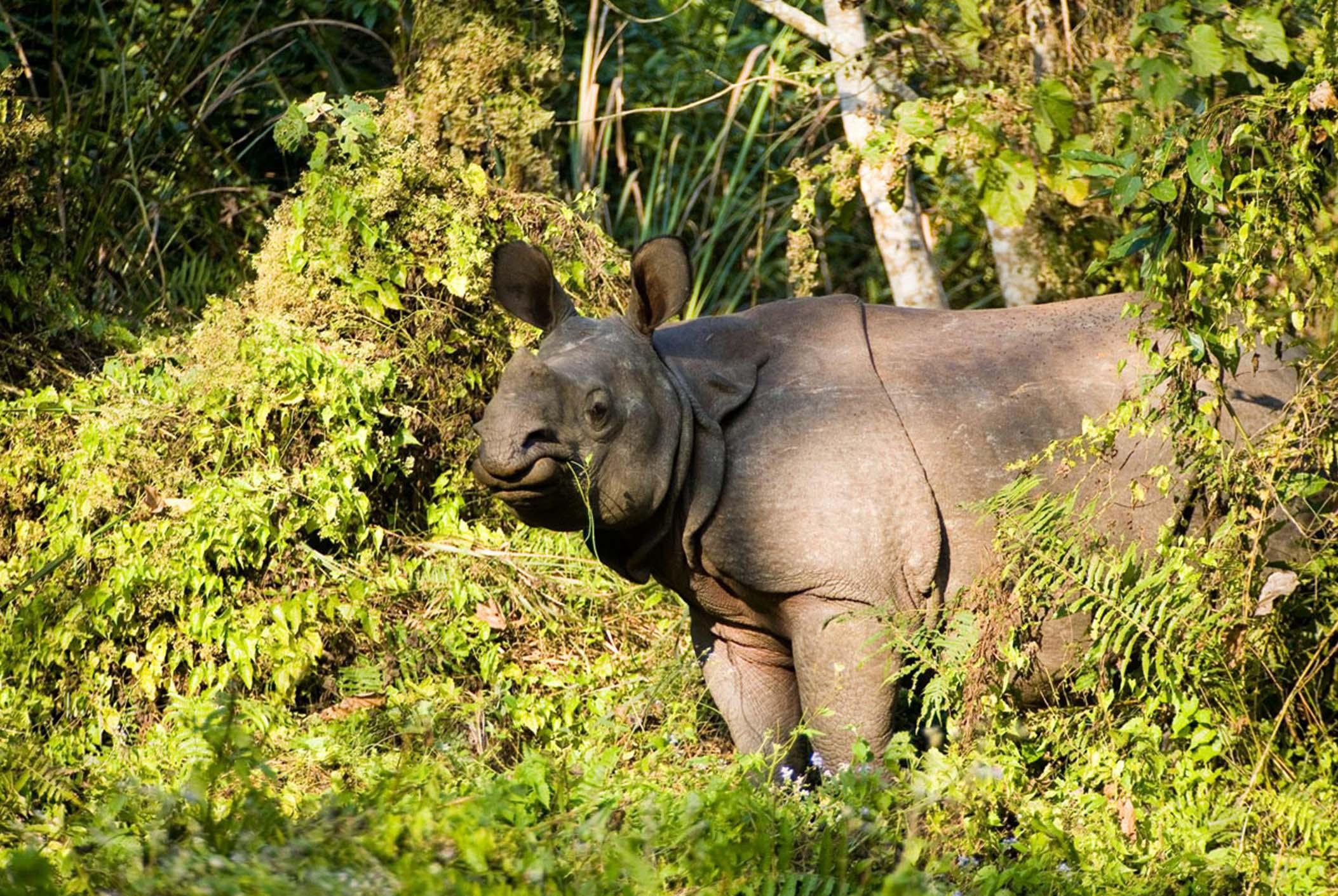 3-Day All-Inclusive Chitwan National Park Safari