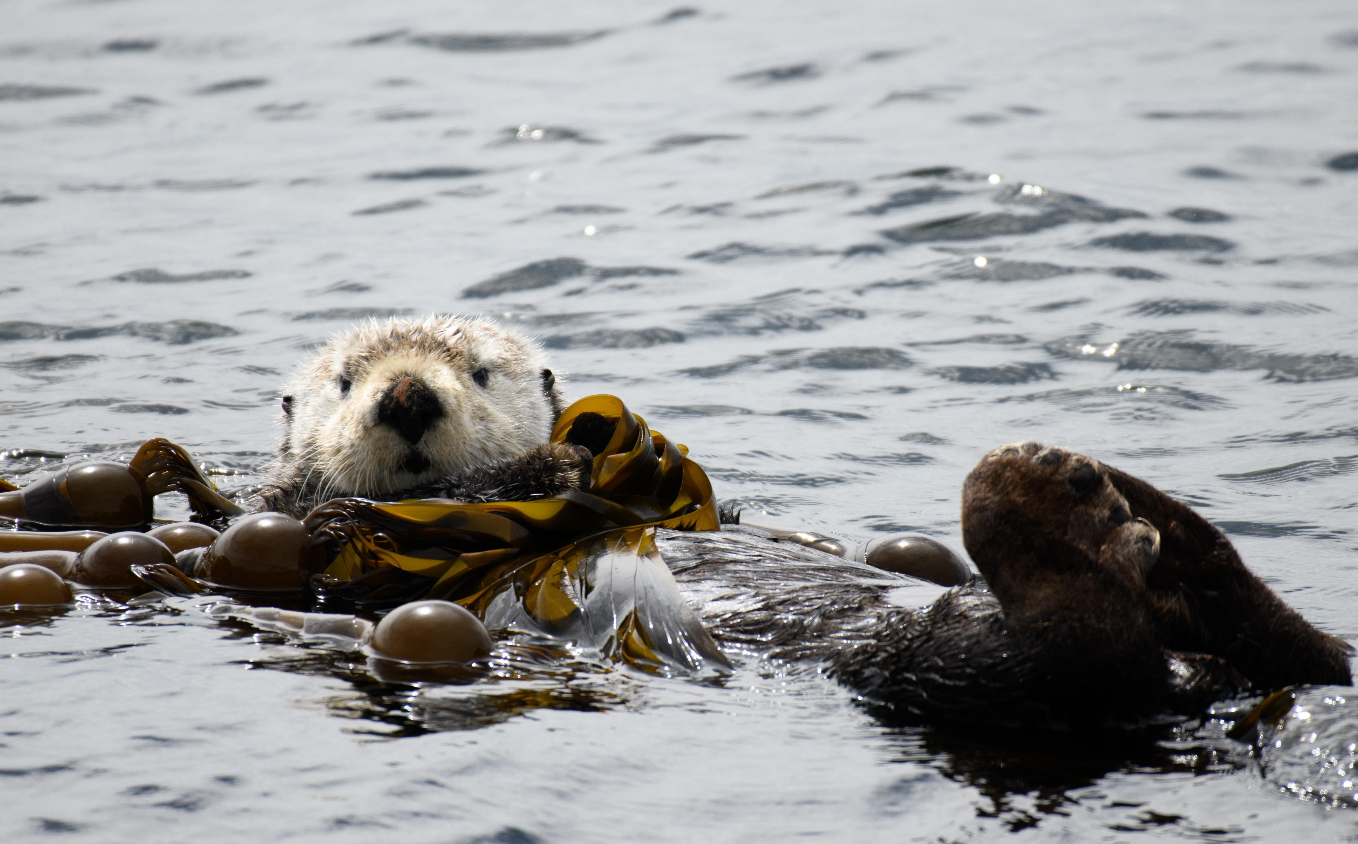 Gulf Islands whale watching from Victoria — orcas and wildlife in the Salish Sea — image 5