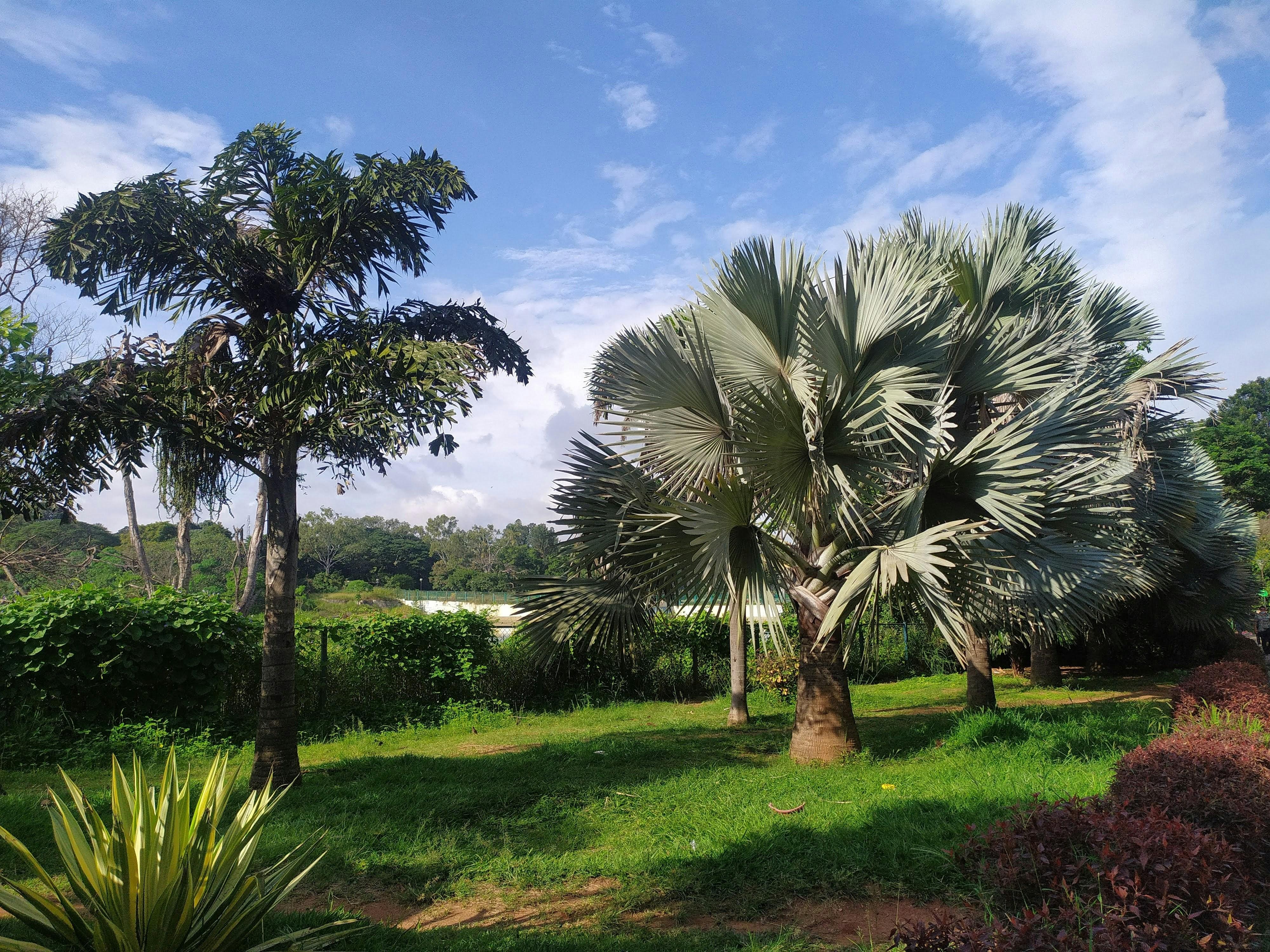 Lalbagh Botanical Garden Nature Walk & Breakfast