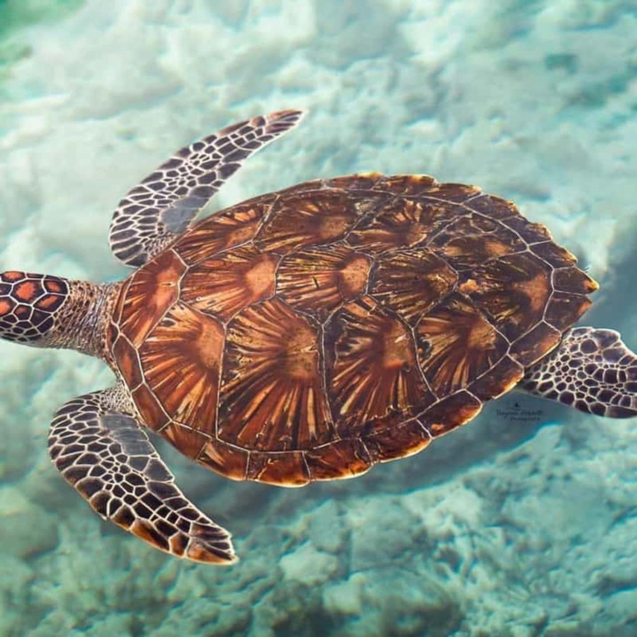 Zanzibar Full-Day: Jozani Forest, Turtle Swim & The Rock Restaurant