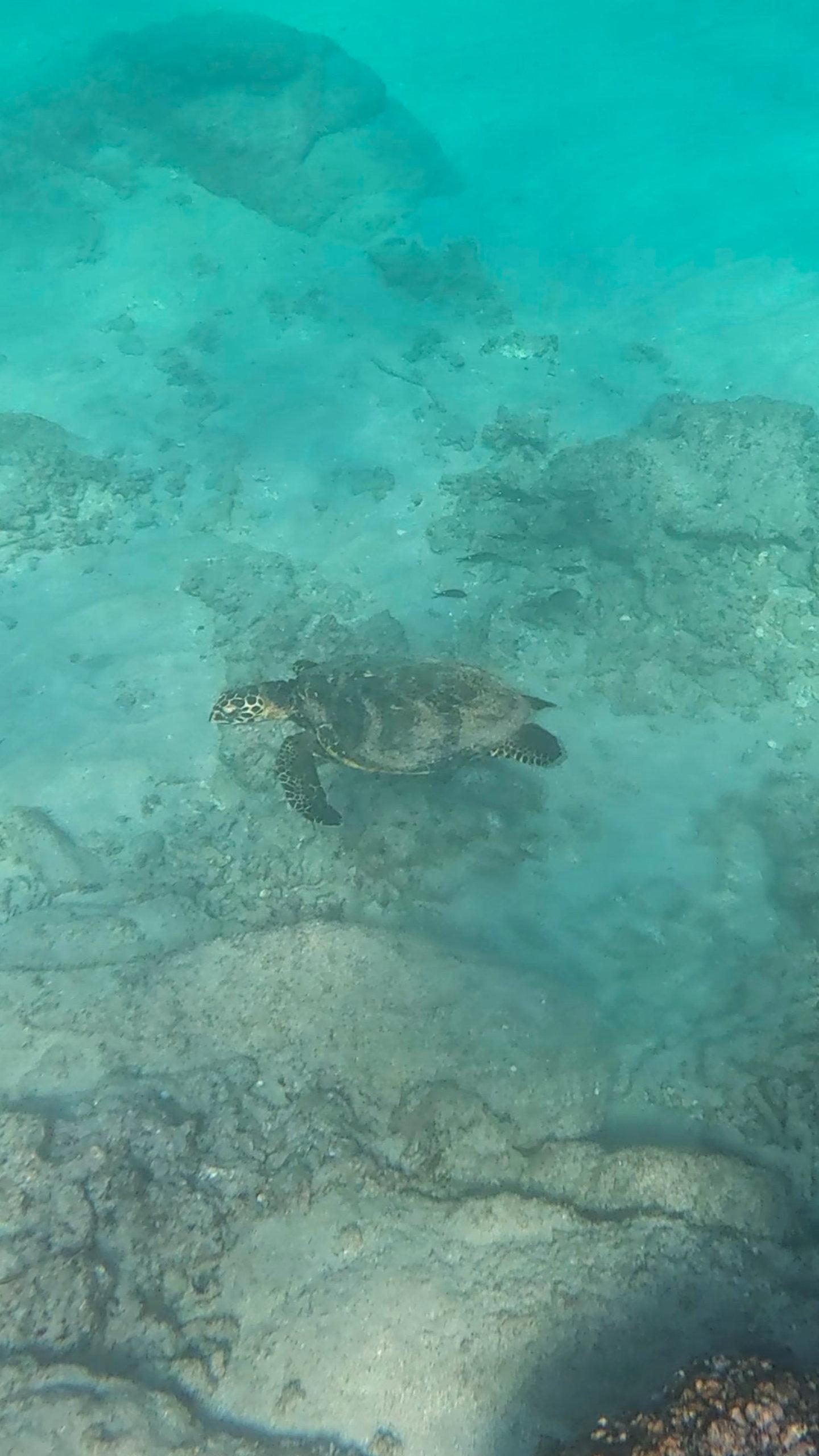 Cabo Pulmo National Park: Full-Day 2-Tank Scuba Diving Adventure