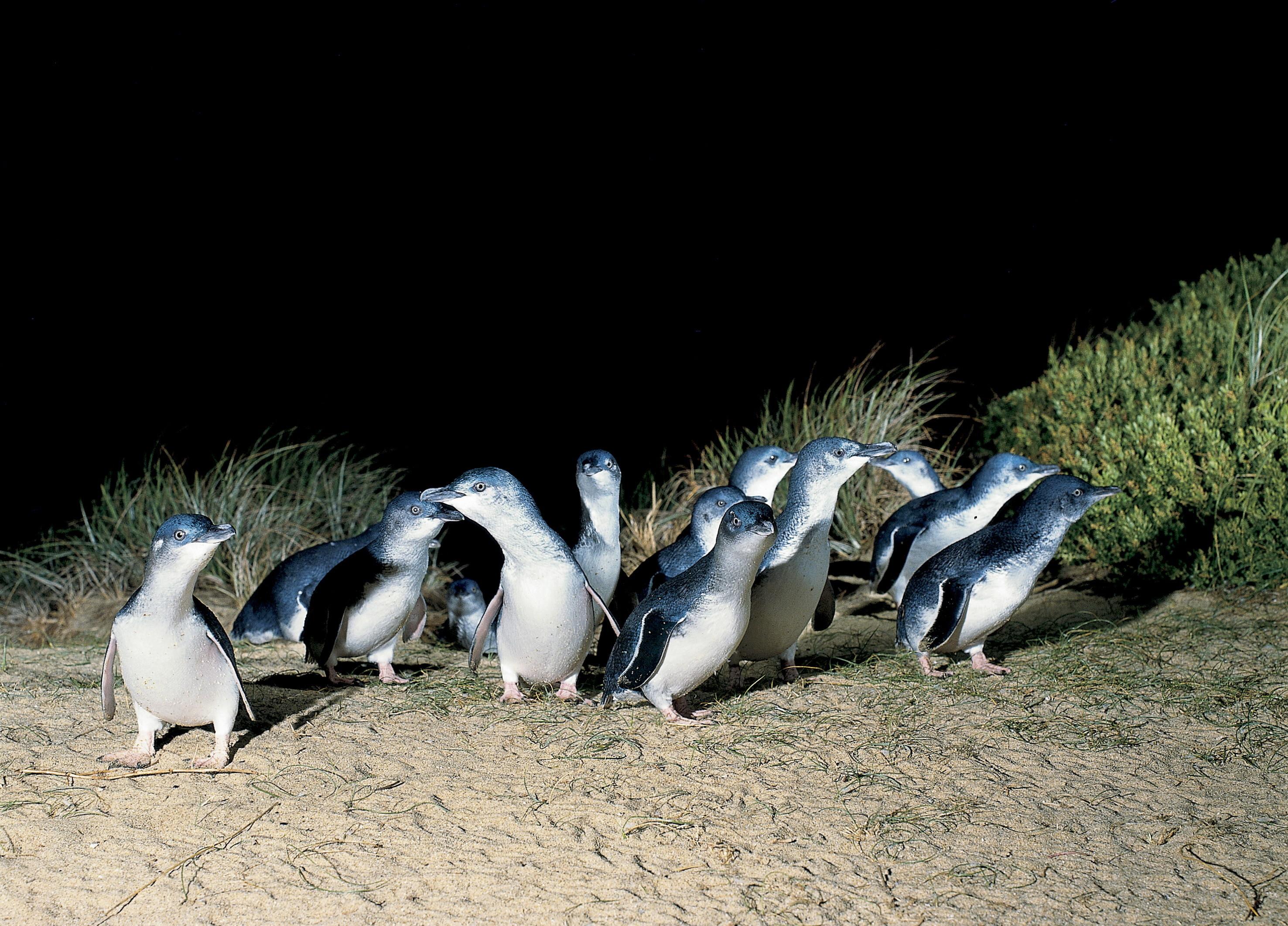 Phillip Island Wildlife & Penguin Parade Full-Day Trip