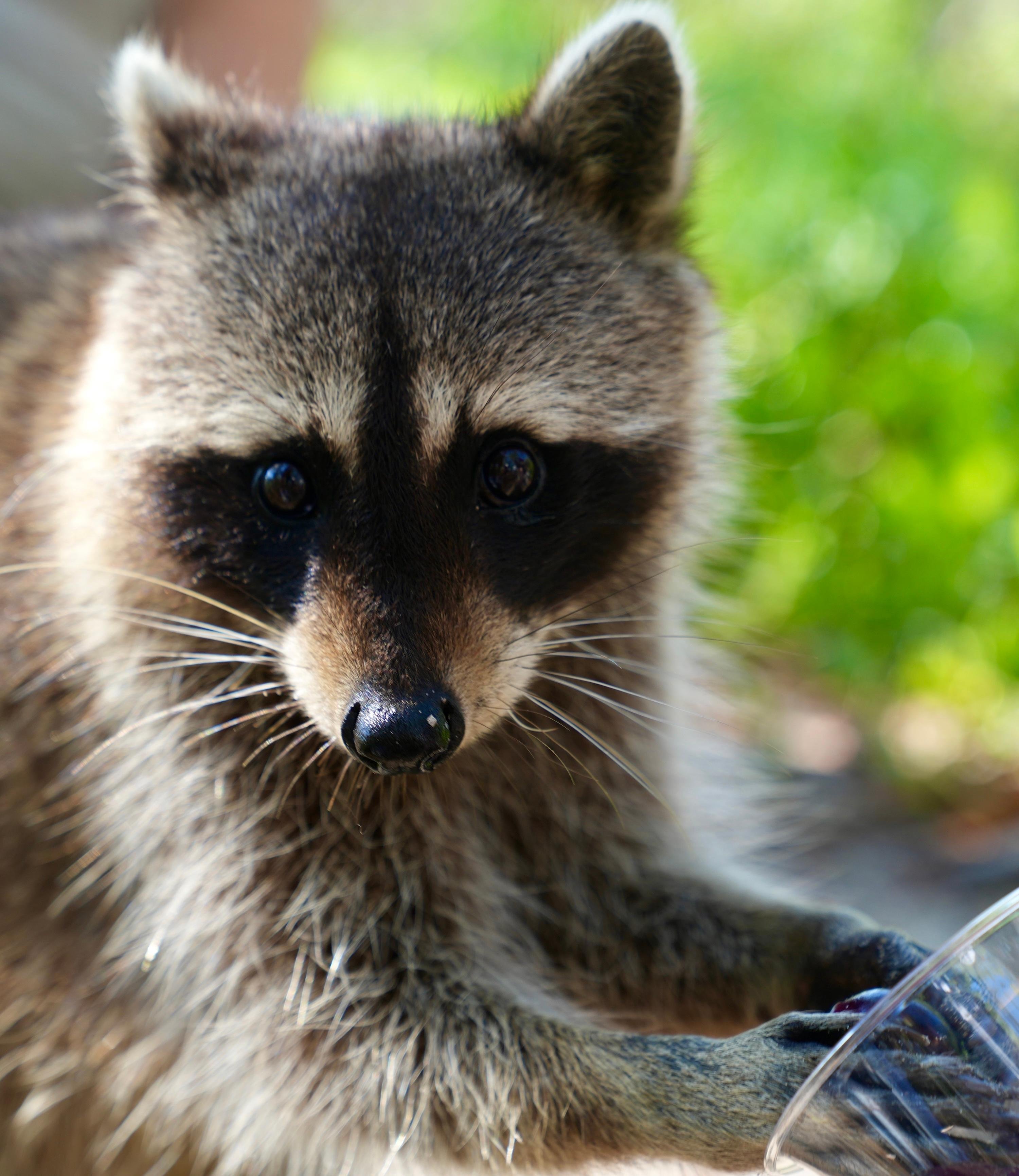 Raccoon Island Miami tour — Biscayne Bay wildlife boat cruise — image 23
