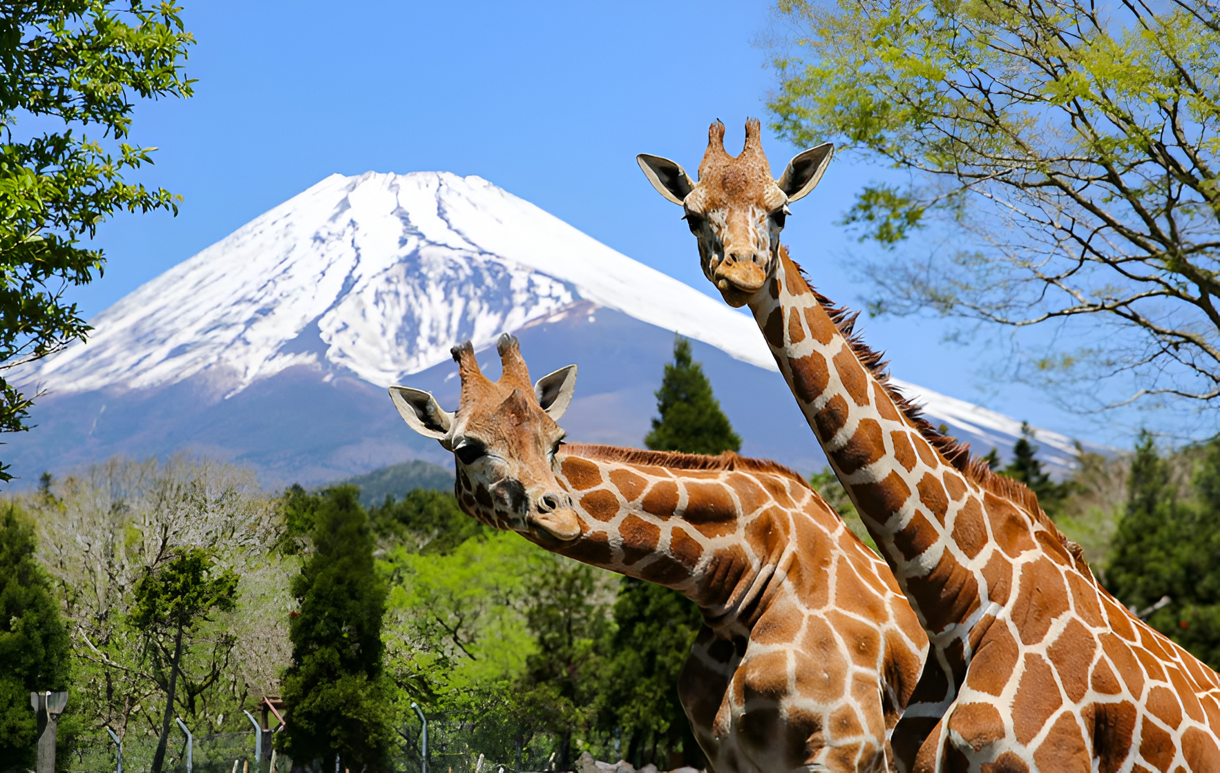 Tokyo Private Day Trip: Mount Fuji & Fuji Safari Park