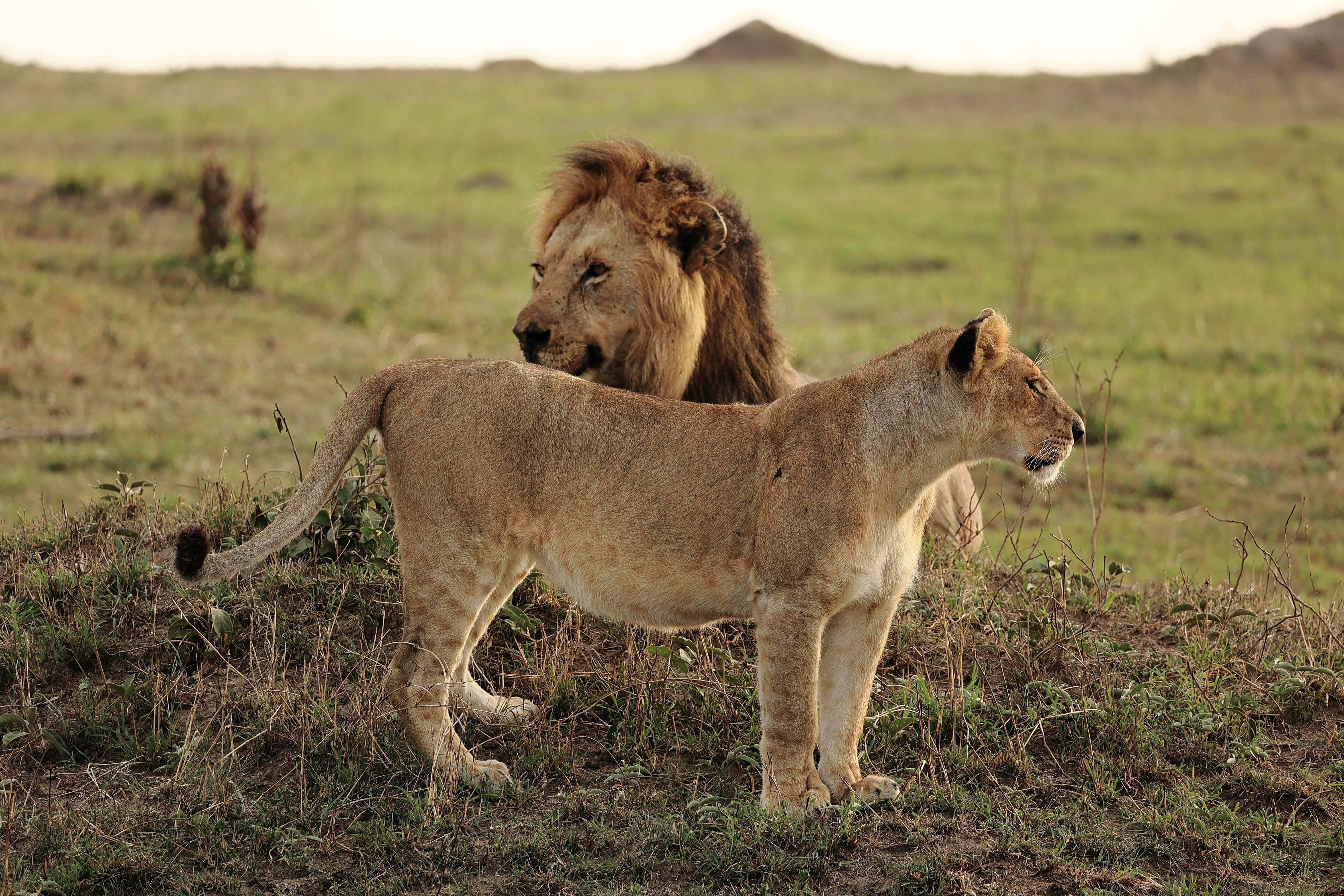 Zanzibar to Mikumi: 3-Day Safari by Ferry & Train