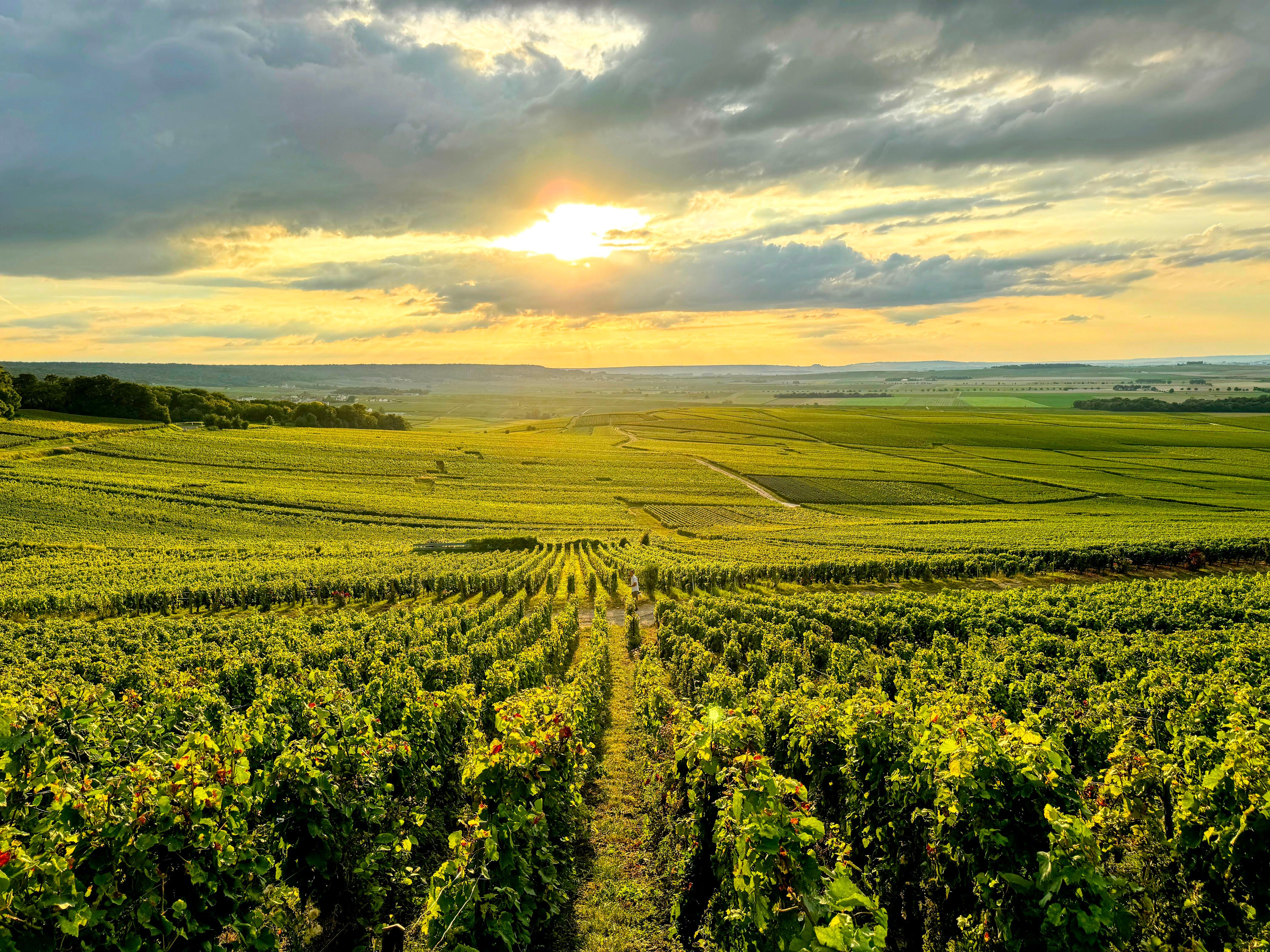 Pommery Champagne tour — Reims château, UNESCO crayères, contemporary art cellars — image 7