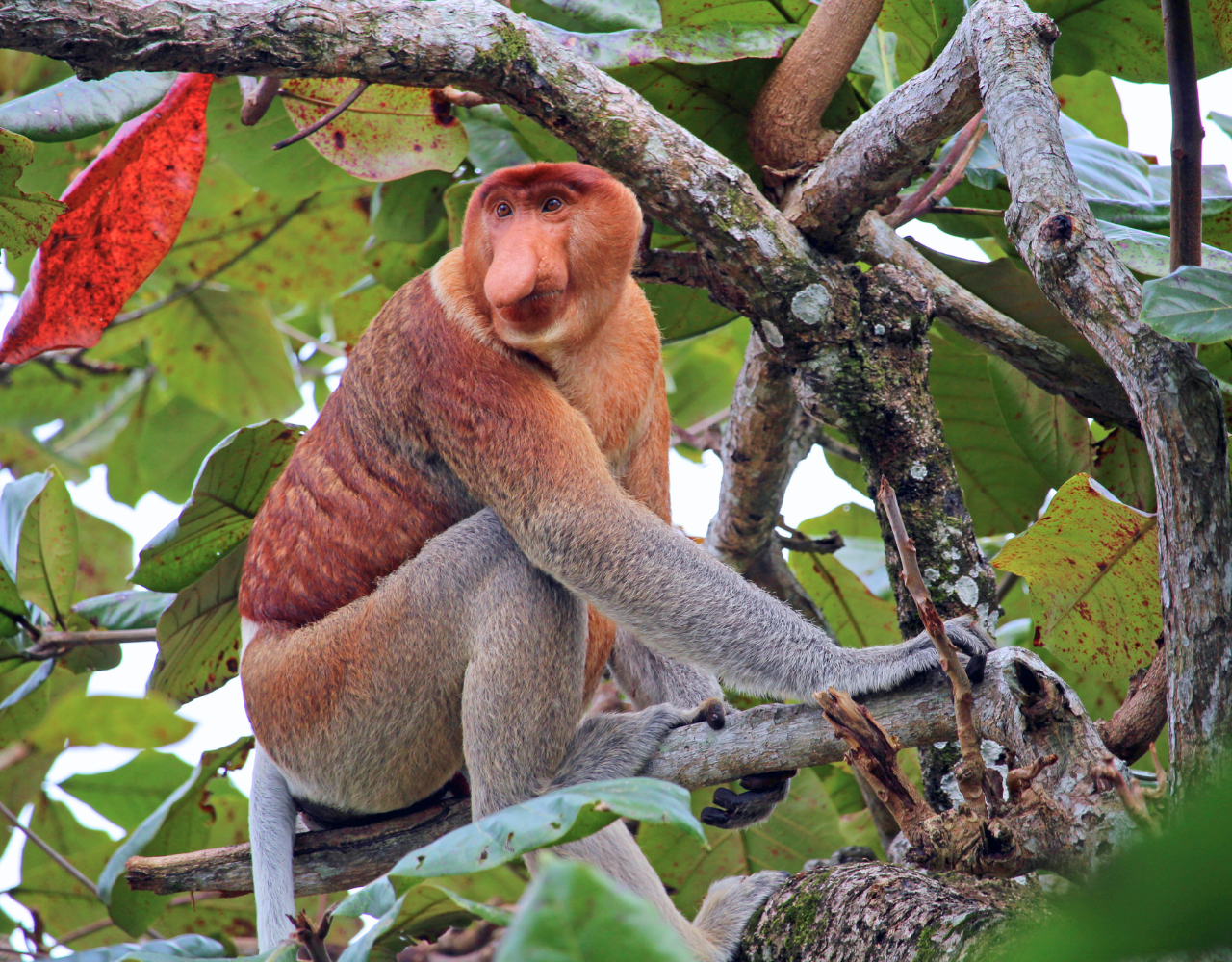 Bongawan River Cruise: Proboscis Monkeys, Sky Mirror & Fireflies