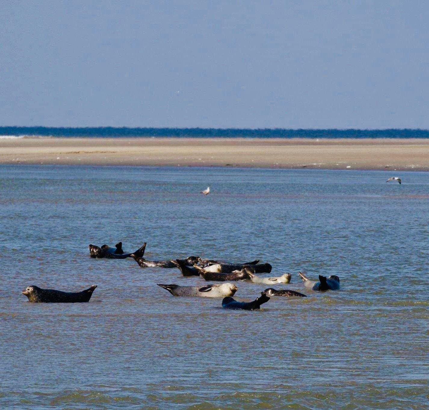 Bay of Somme Guided Seal Watching Hike