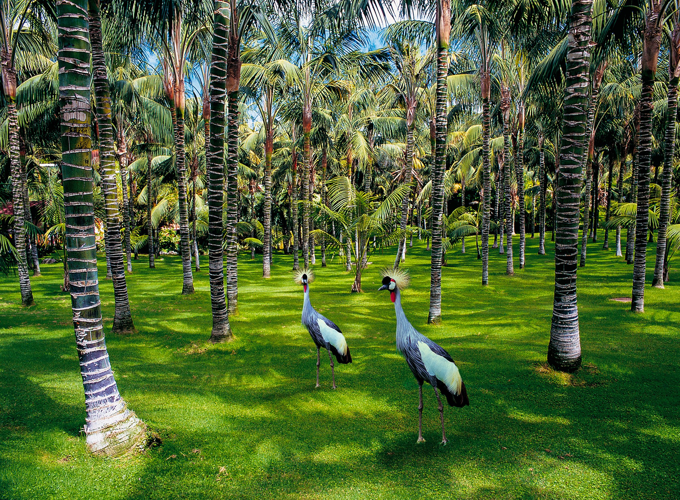 Loro Parque Tenerife Official Entry Ticket