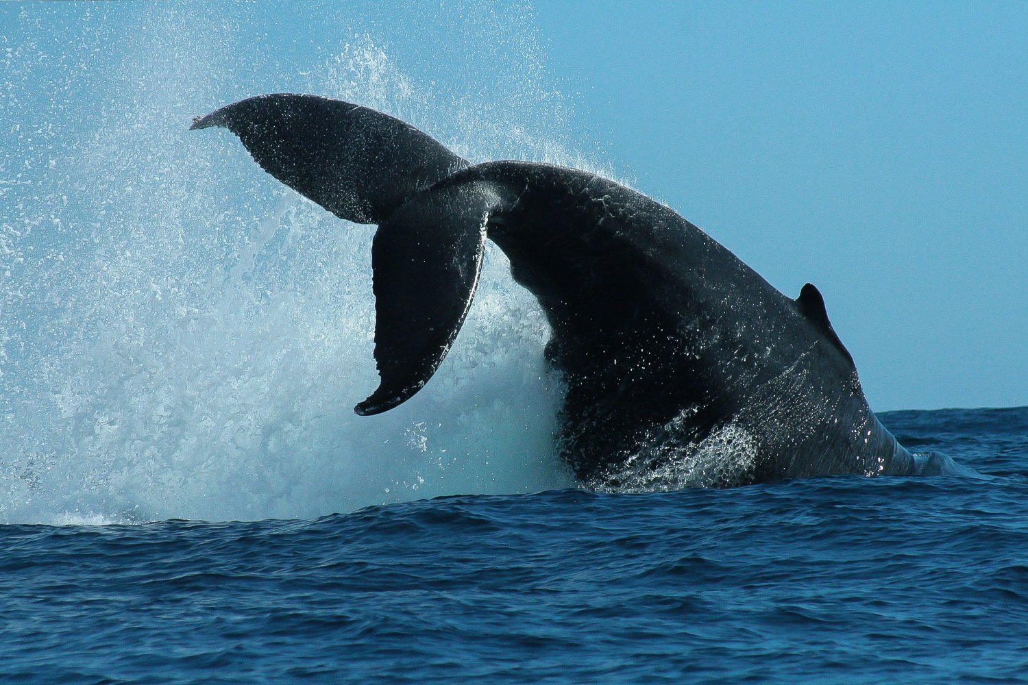 Cabo San Lucas Humpback Whale Watching Cruise