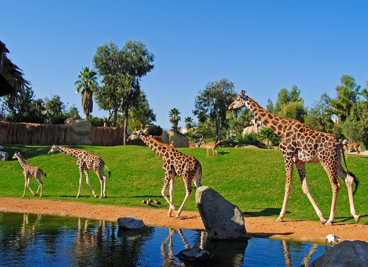 Bioparc Valencia Entry Ticket