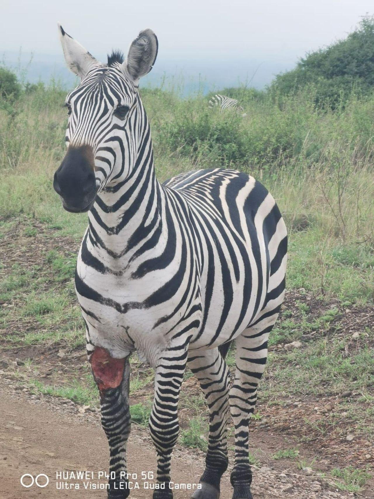 Nairobi National Park Twilight Safari & Sundowner
