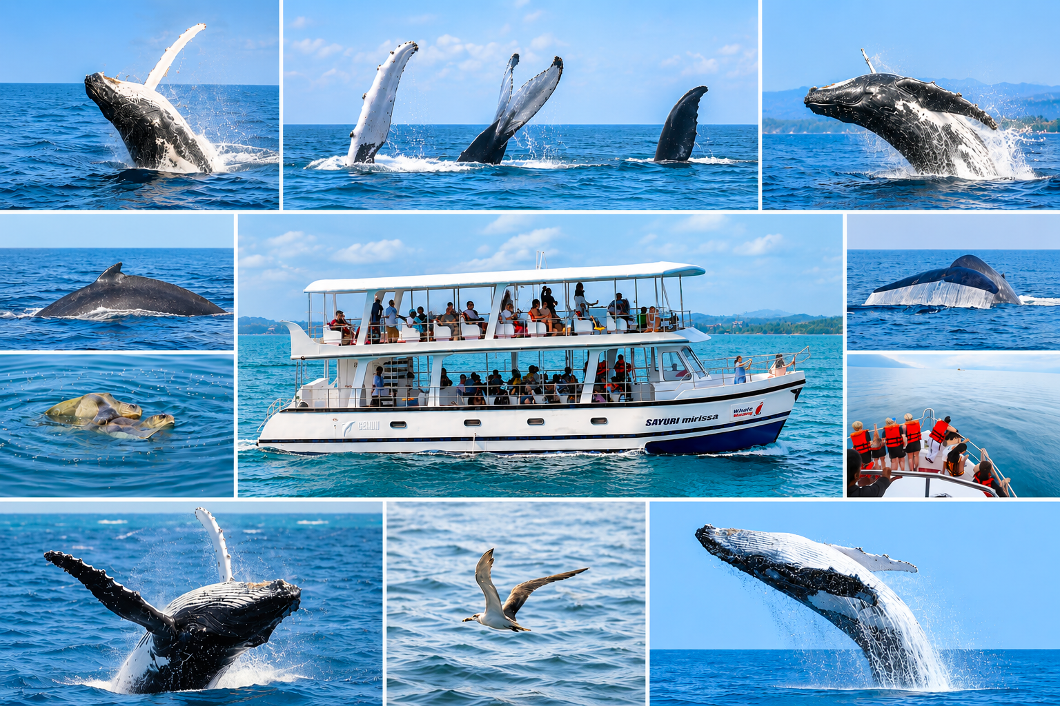 Mirissa Whale & Dolphin Ocean Safari with Breakfast