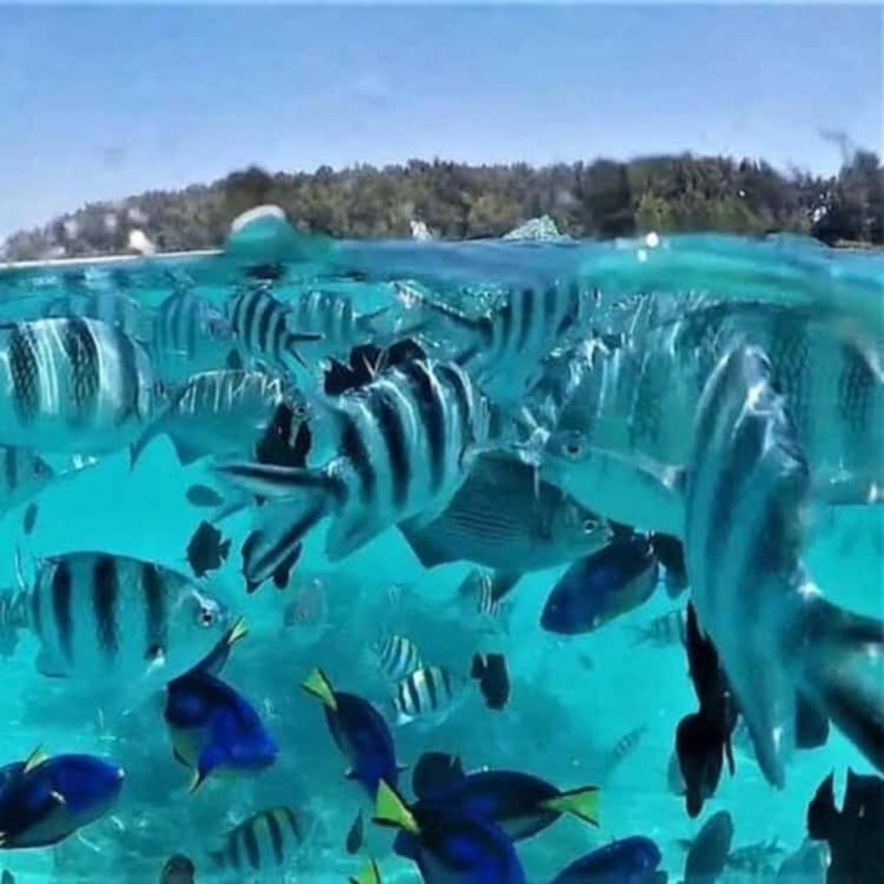Zanzibar Safari Blue: Dhow Sailing, Snorkeling & Seafood Feast