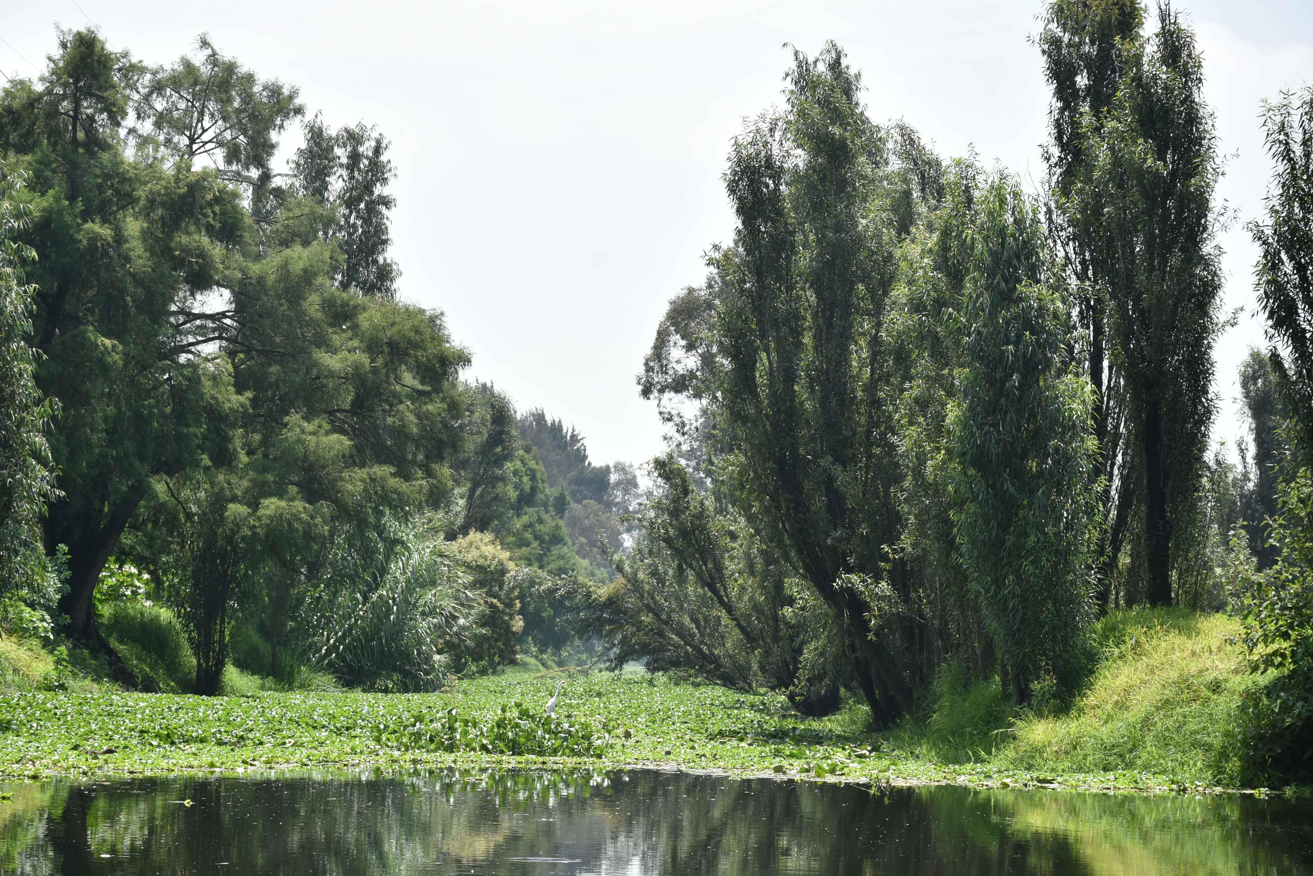 Xochimilco Ecological Boat Escape