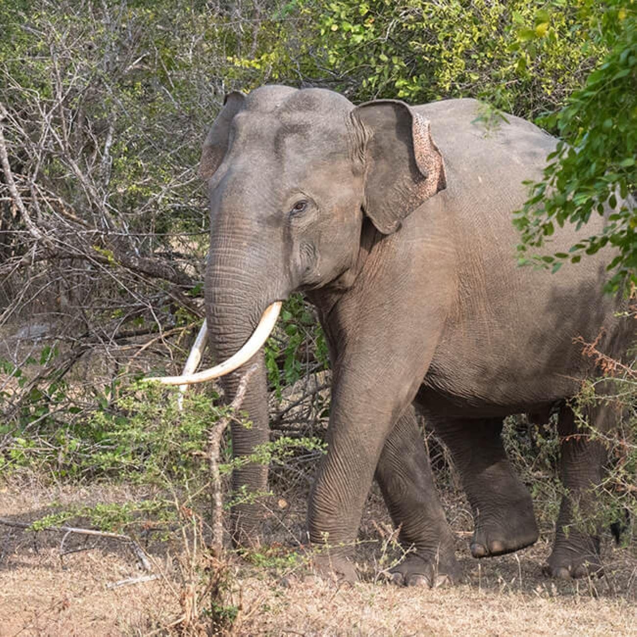 7-Day Private Sri Lanka Highlights Chauffeur Tour