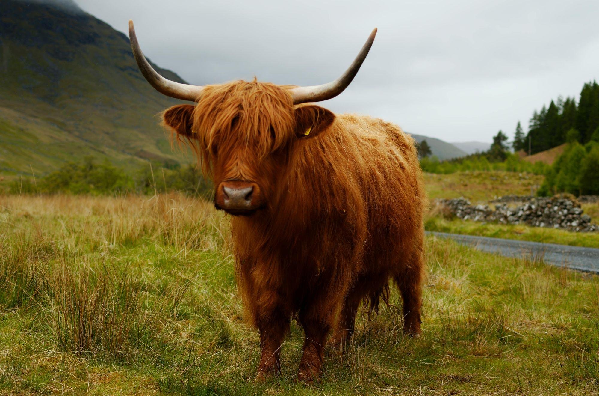 Private Edinburgh Tour: 2 or 4 Hours