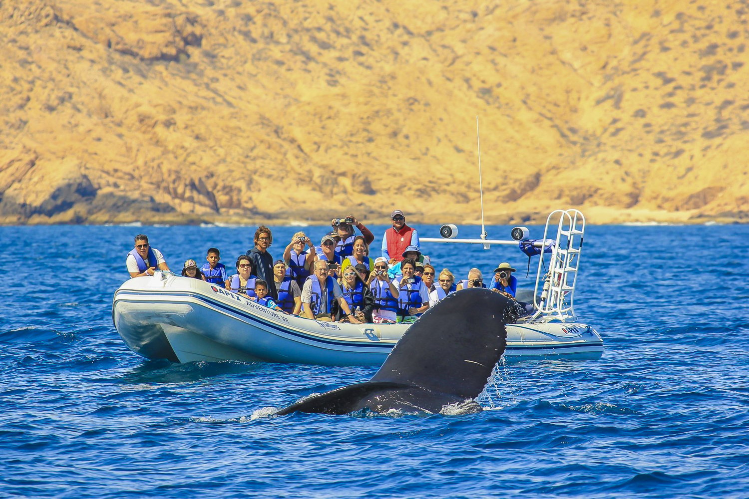 Cabo San Lucas Humpback Whale Watching Cruise