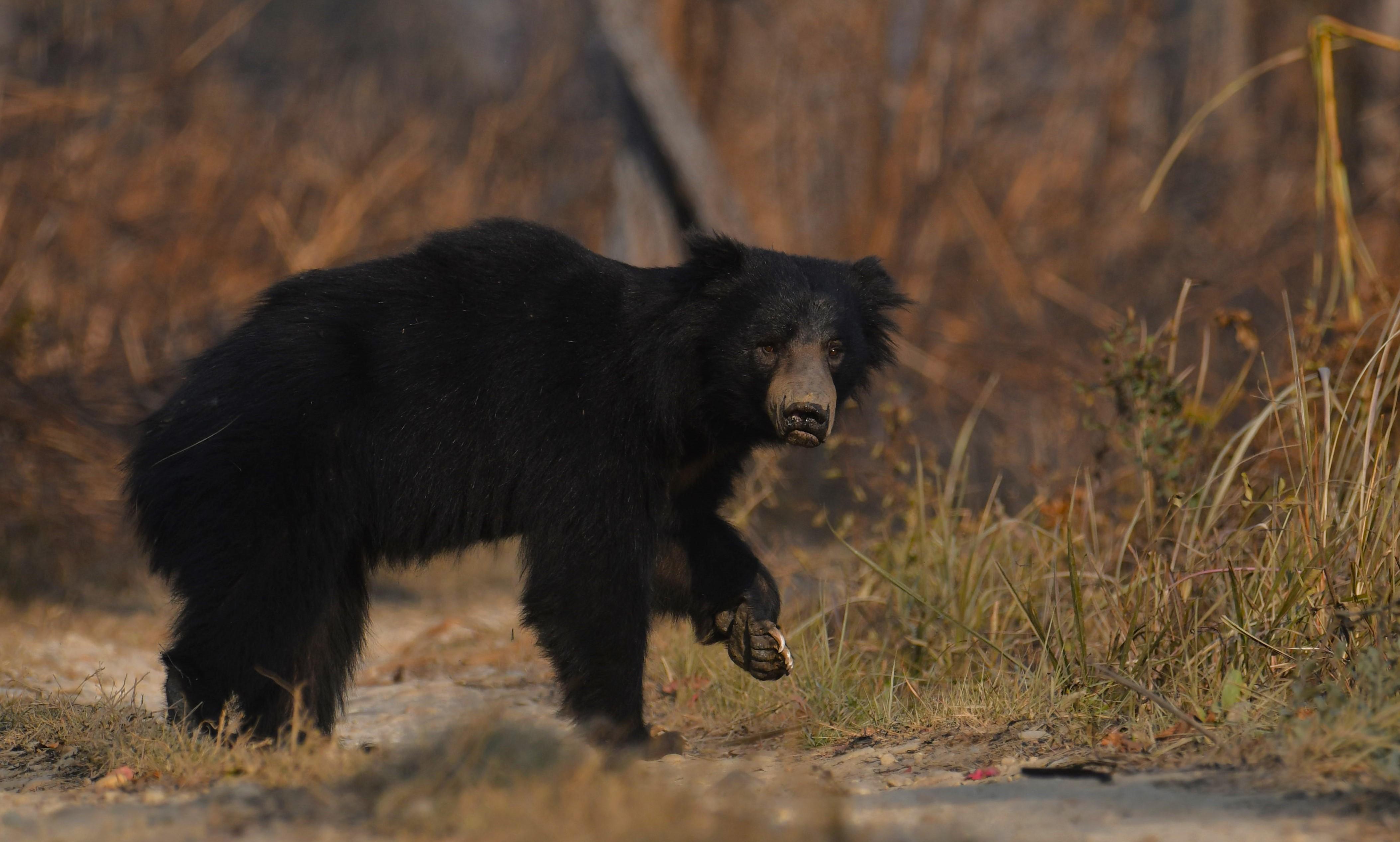 3-Day Chitwan National Park Wildlife Safari from Kathmandu or Pokhara