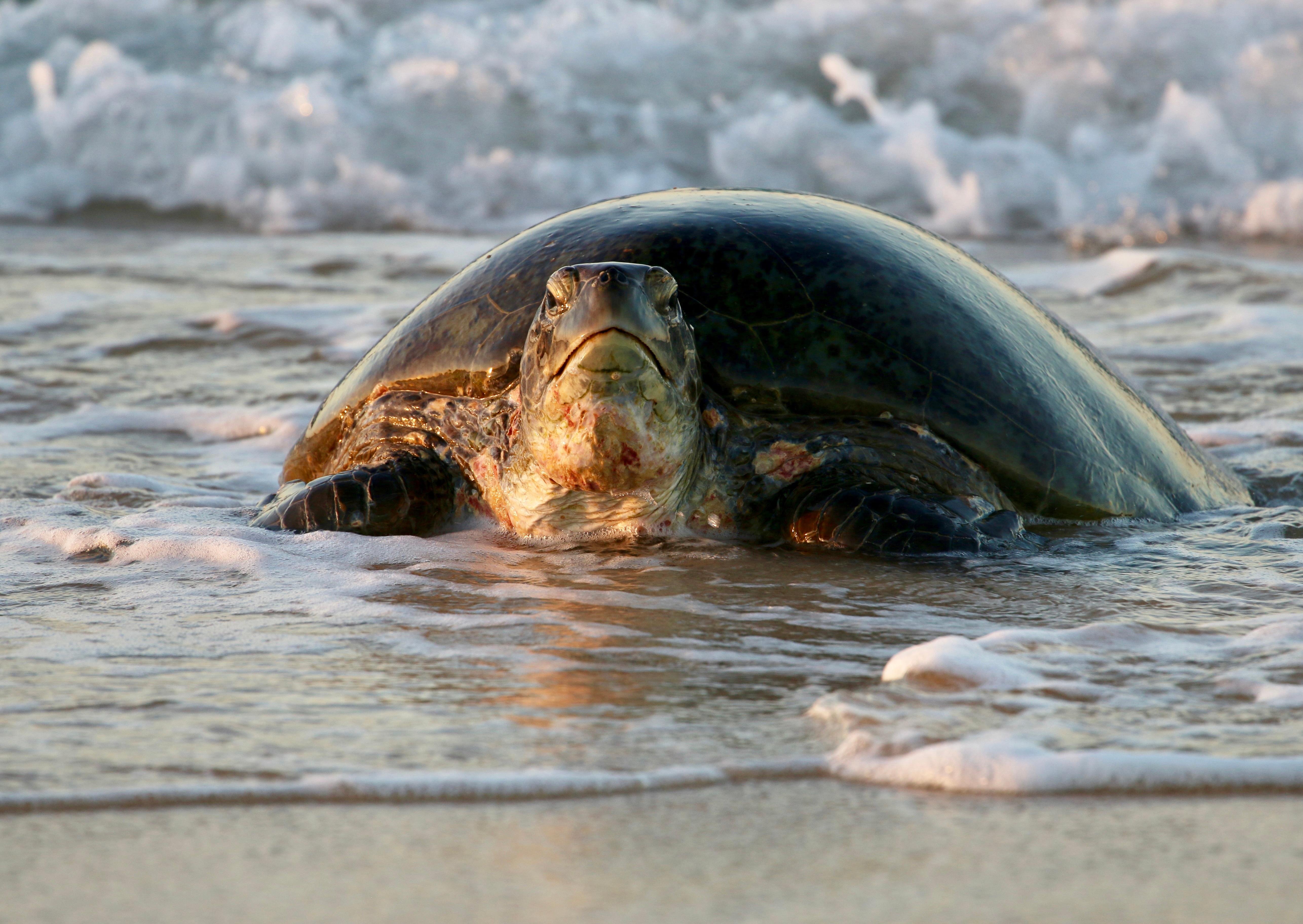 Exmouth Sunset Turtle Watching & Stargazing Tour