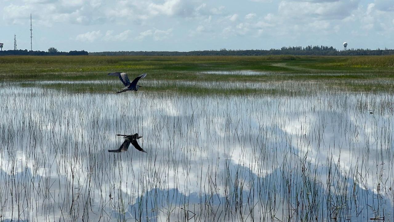 Everglades Small-Group Airboat Adventure