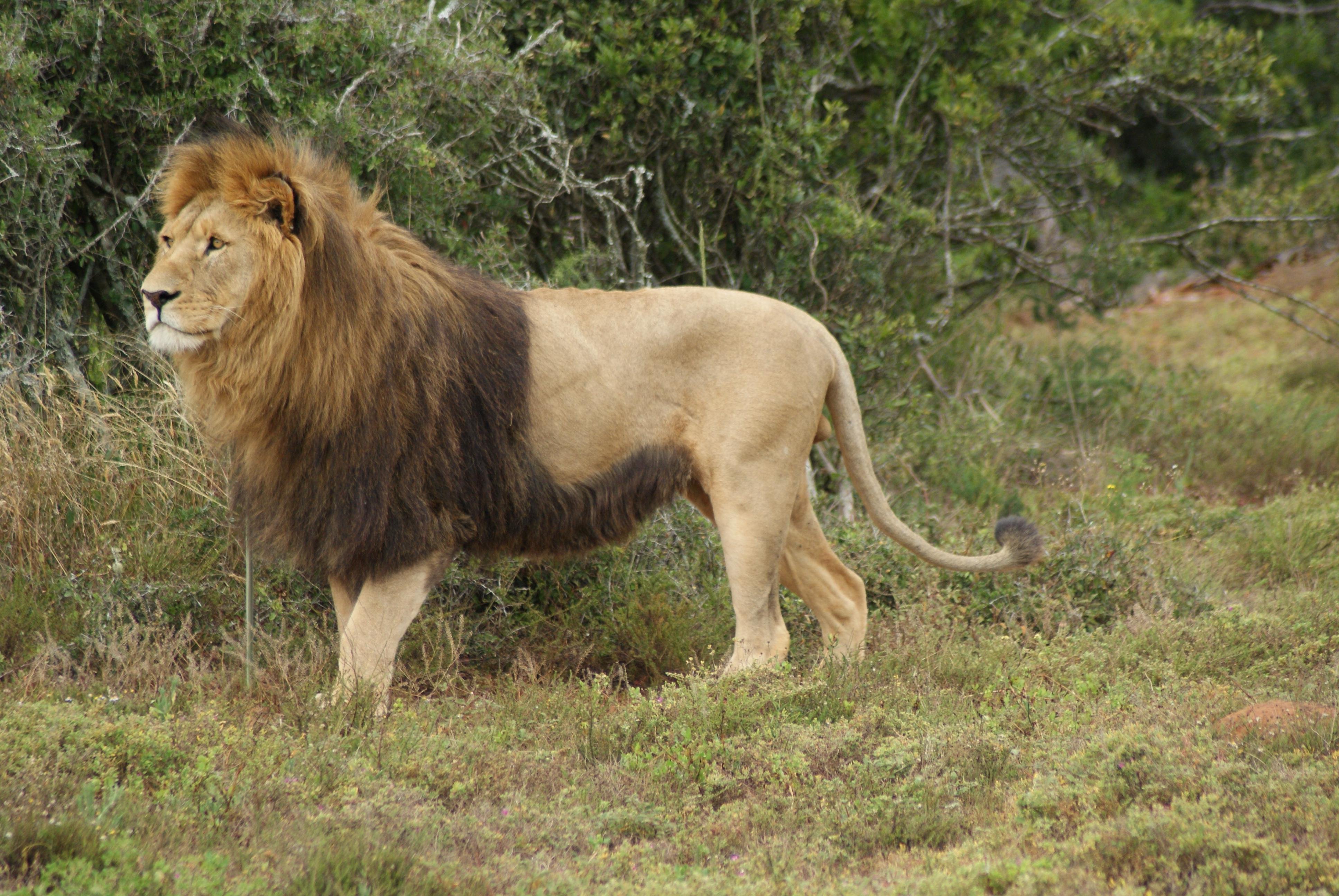 Addo Elephant Park & Schotia Reserve Full-Day Safari
