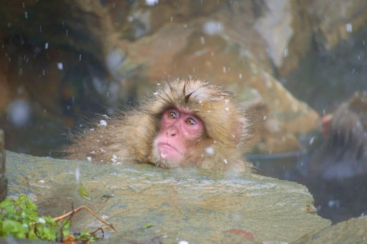 Snow Monkey Park & Zenkoji Temple Day Trip from Myoko Kogen