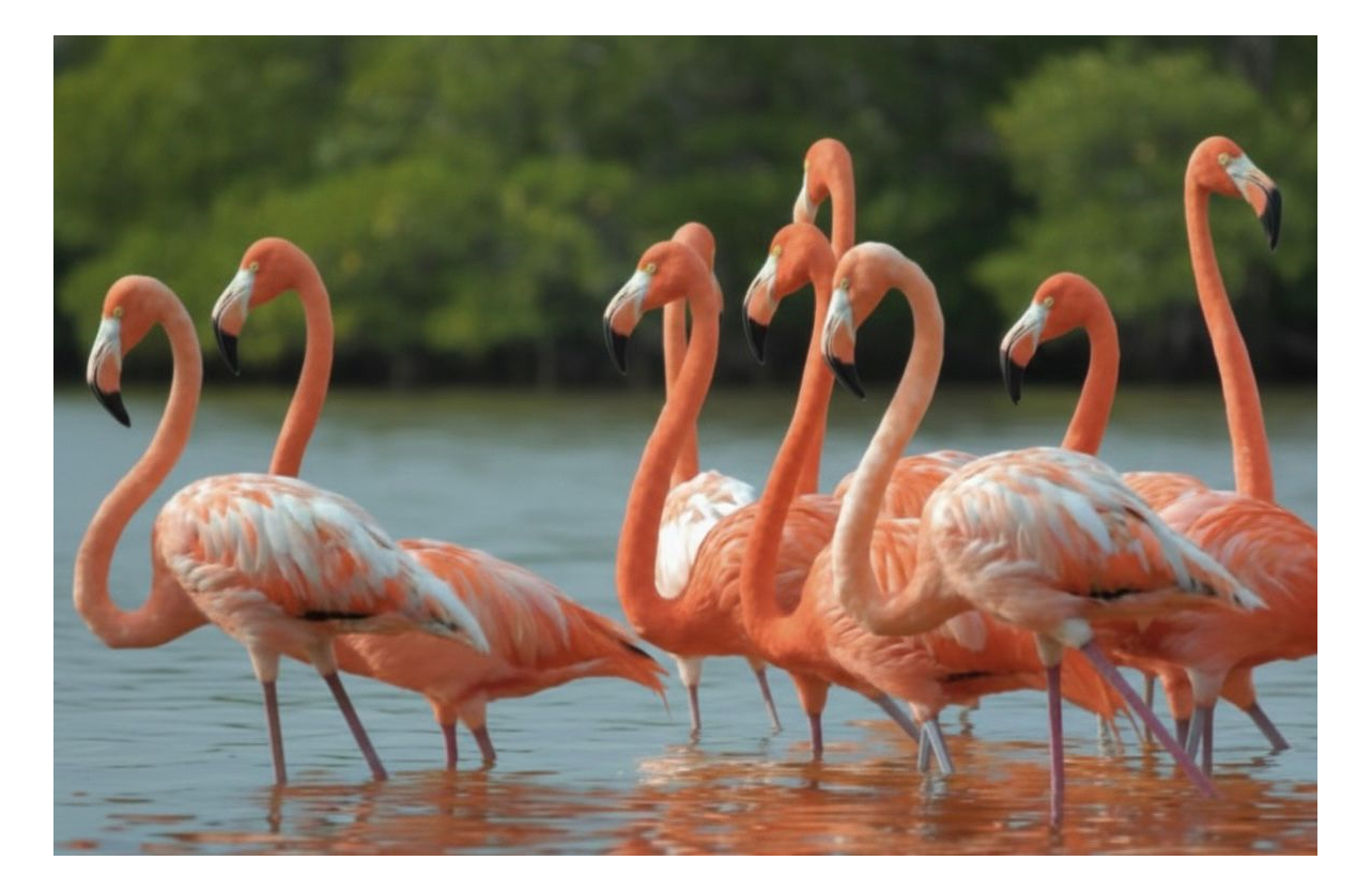 Río Lagartos Flamingo & Wildlife Boat Tour with Mayan Mud Bath