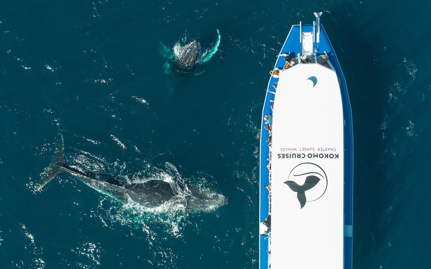 Gold Coast Whale Experience