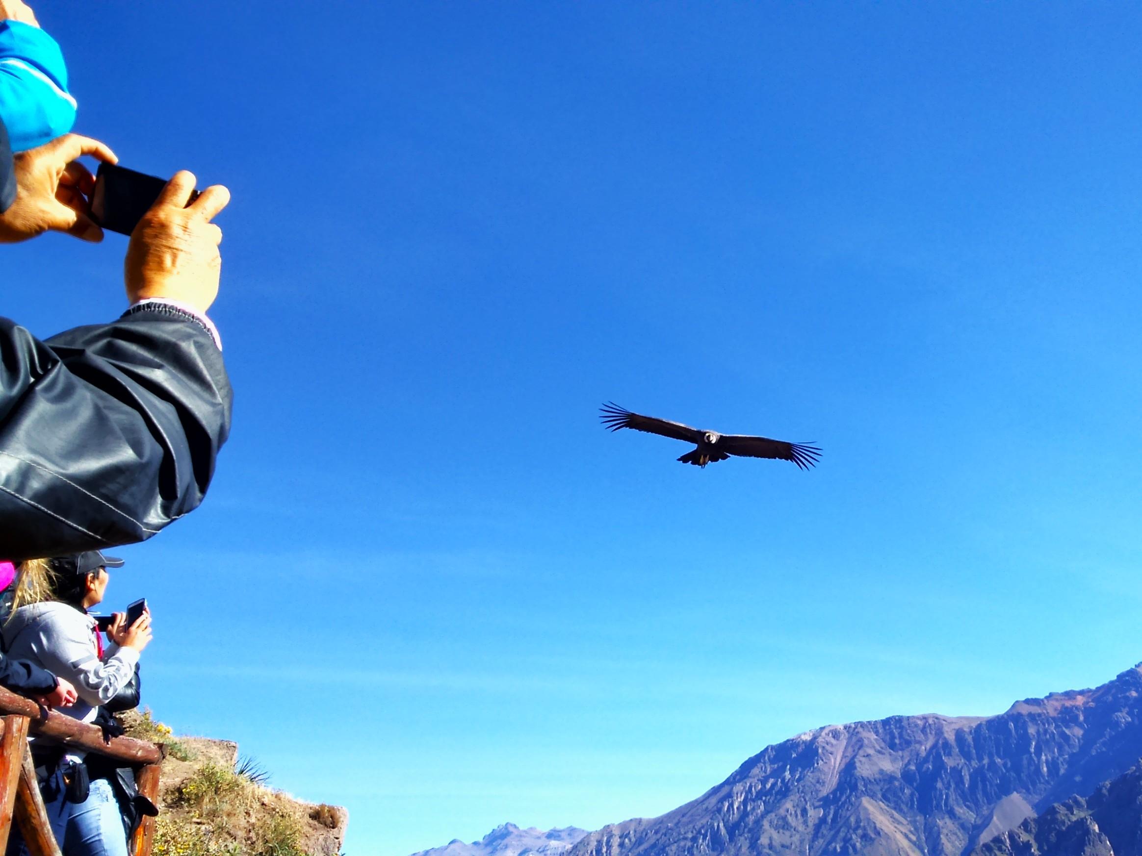 Puno to Arequipa via Colca Canyon Two-Day Adventure