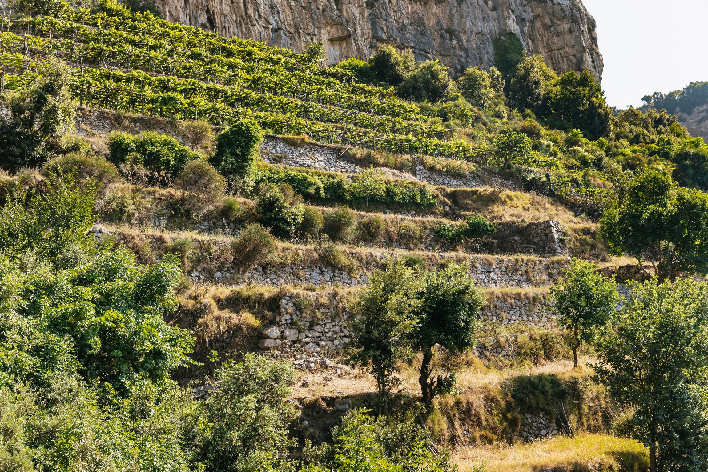 Path of the Gods Guided Hike from Sorrento with Round-Trip Transfer