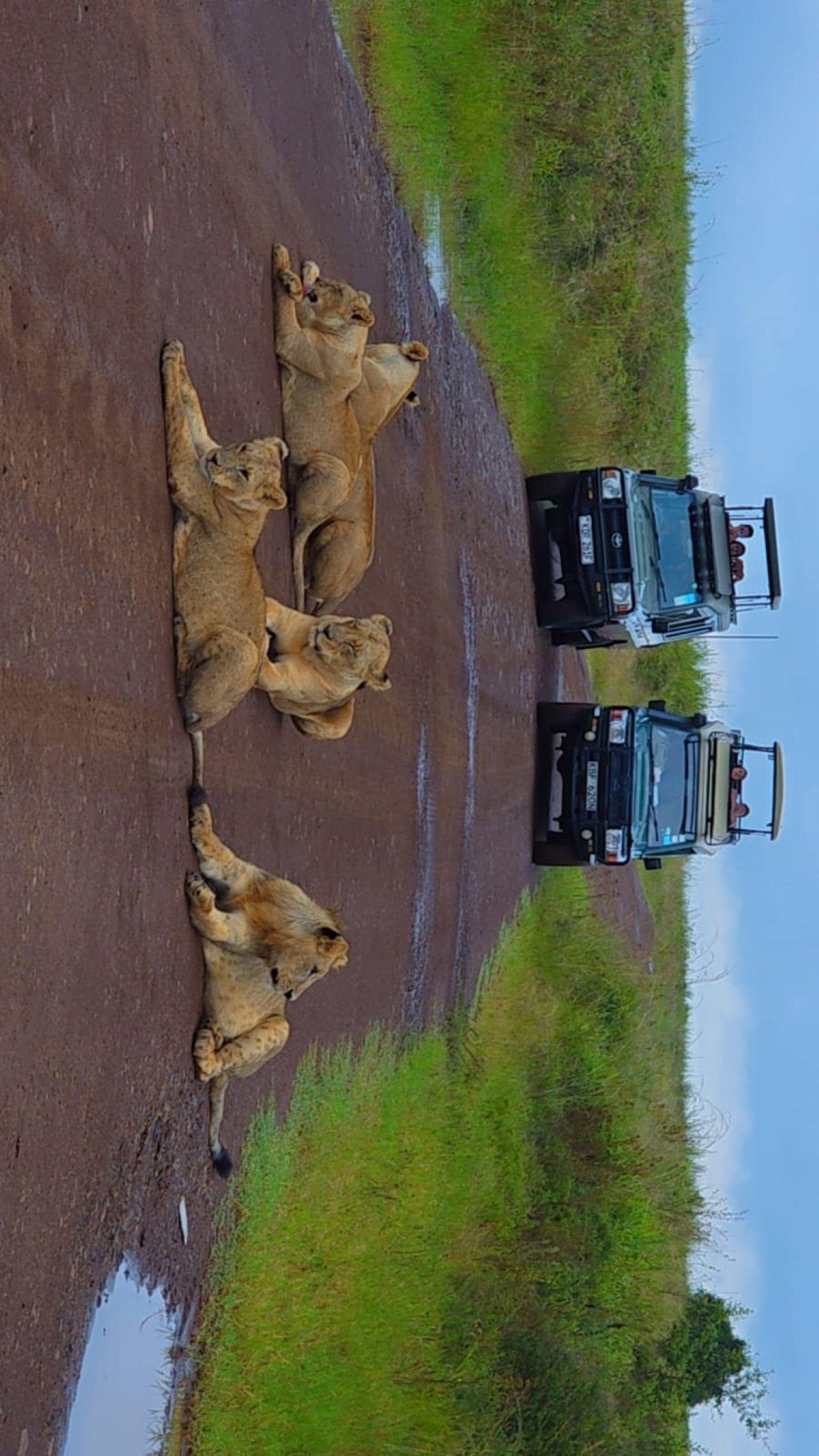 Nairobi Safari: National Park, Elephant Orphanage & Giraffe Center