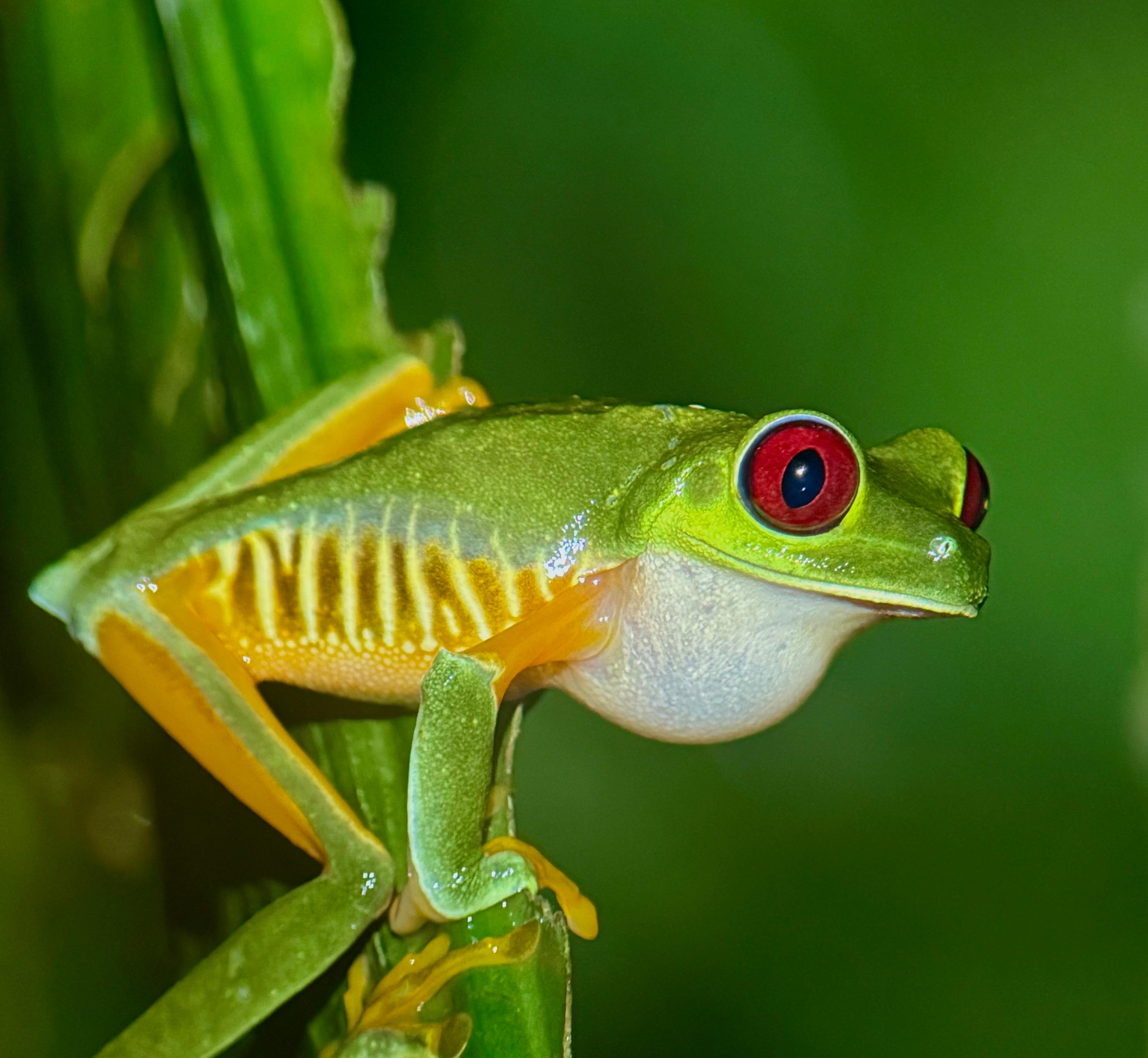 Manuel Antonio Night Wildlife Walk with Expert Naturalist