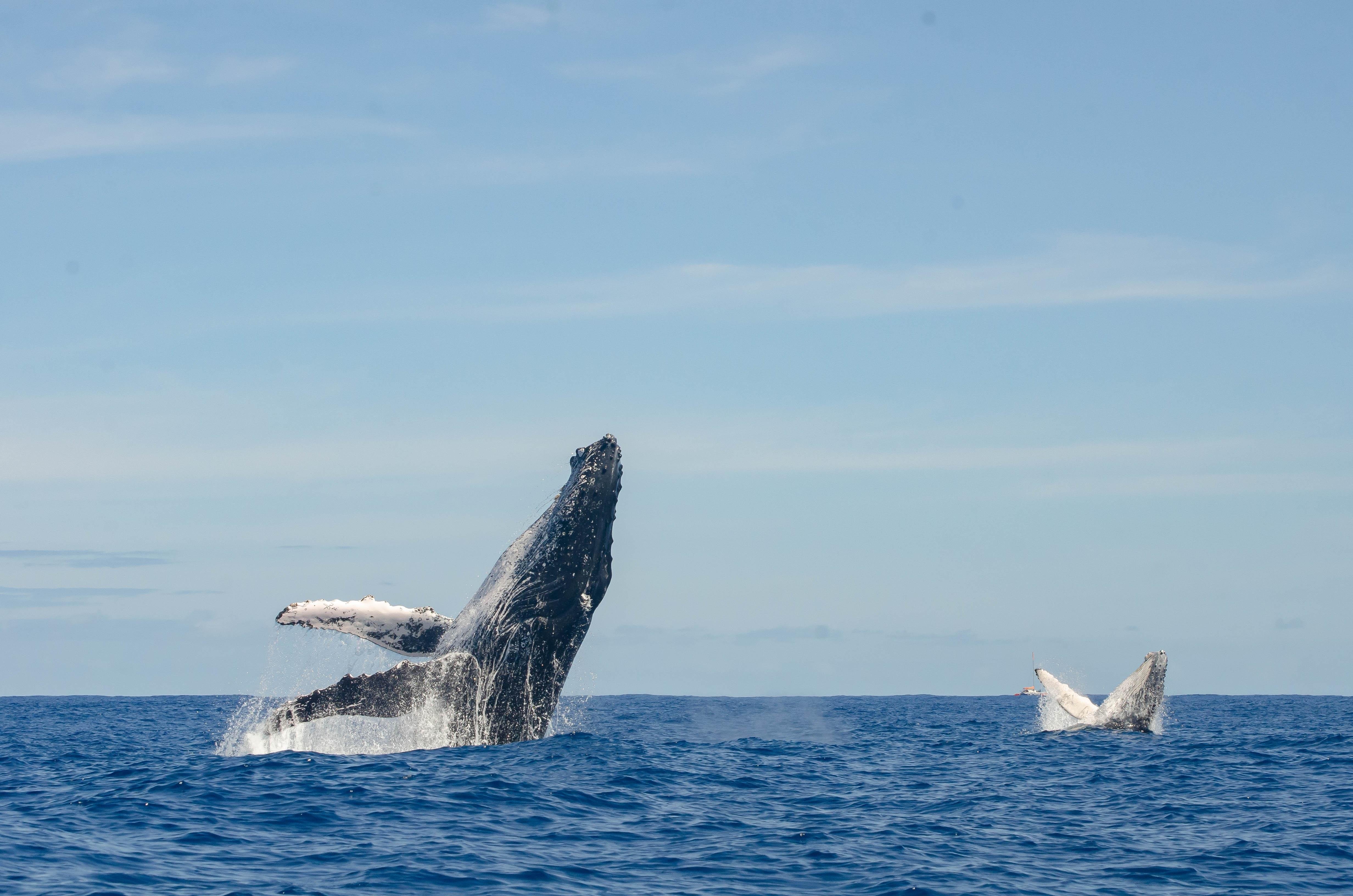 Private Whale Watching Expedition