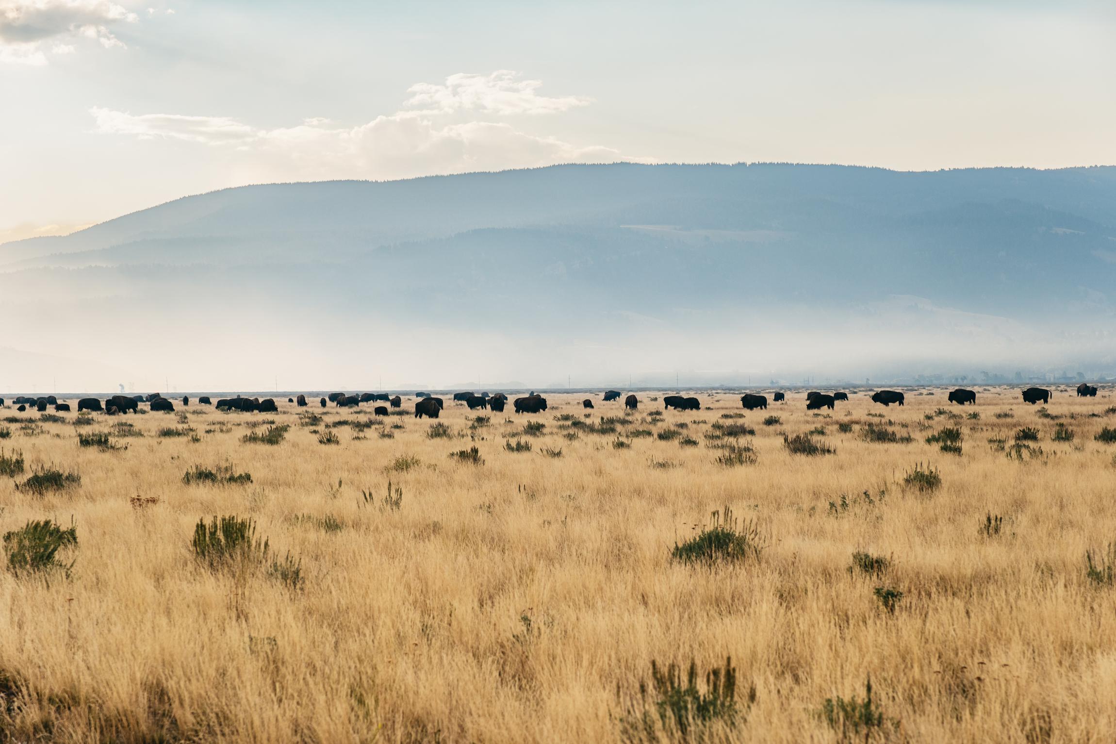 Grand Teton National Park Wildlife Safari