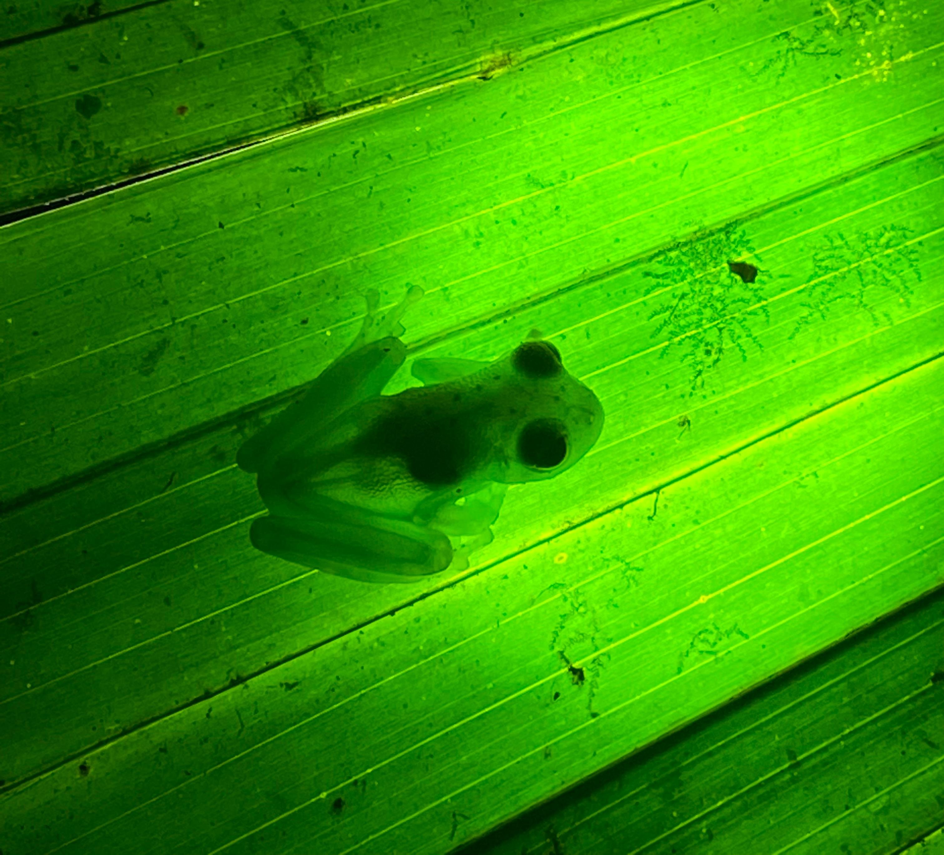Manuel Antonio Night Wildlife Walk with Expert Naturalist