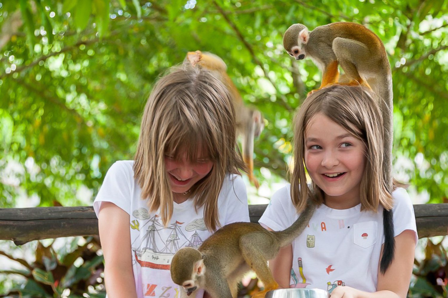 Punta Cana Zipline Adventure & Monkeyland Experience