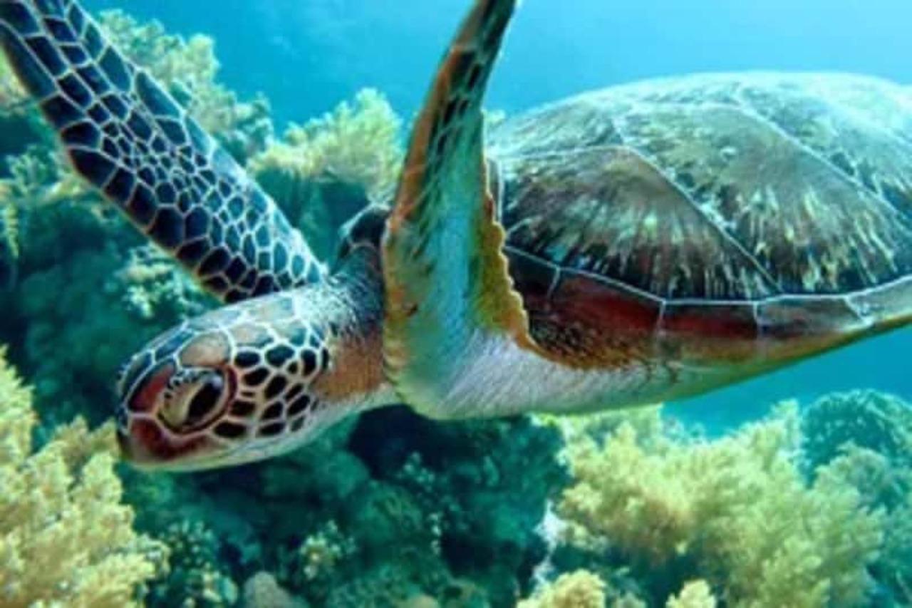 Zanzibar Full-Day: Jozani Forest, Turtle Swim & The Rock Restaurant