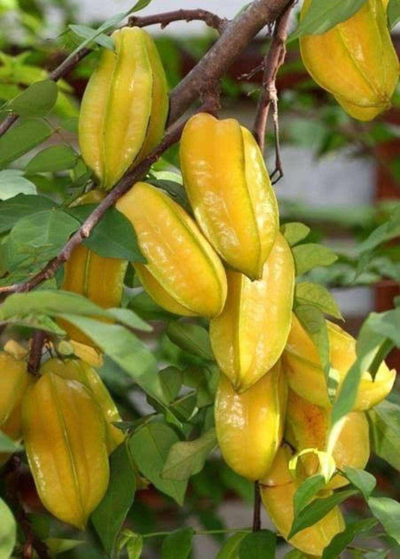 Zanzibar Spice Farm Discovery Tour