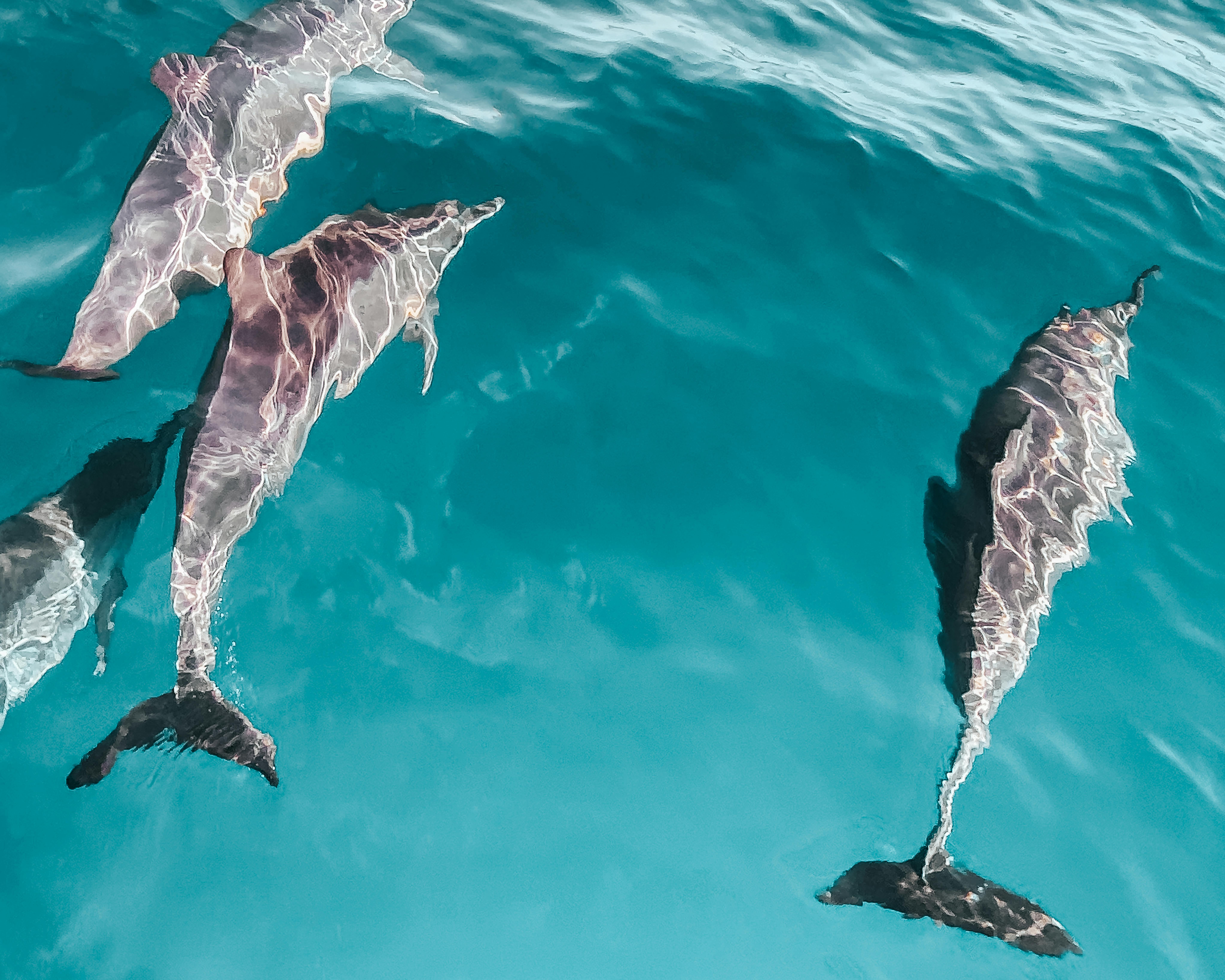 Morning Dolphin Encounter & Bay Cruise from Stari Grad