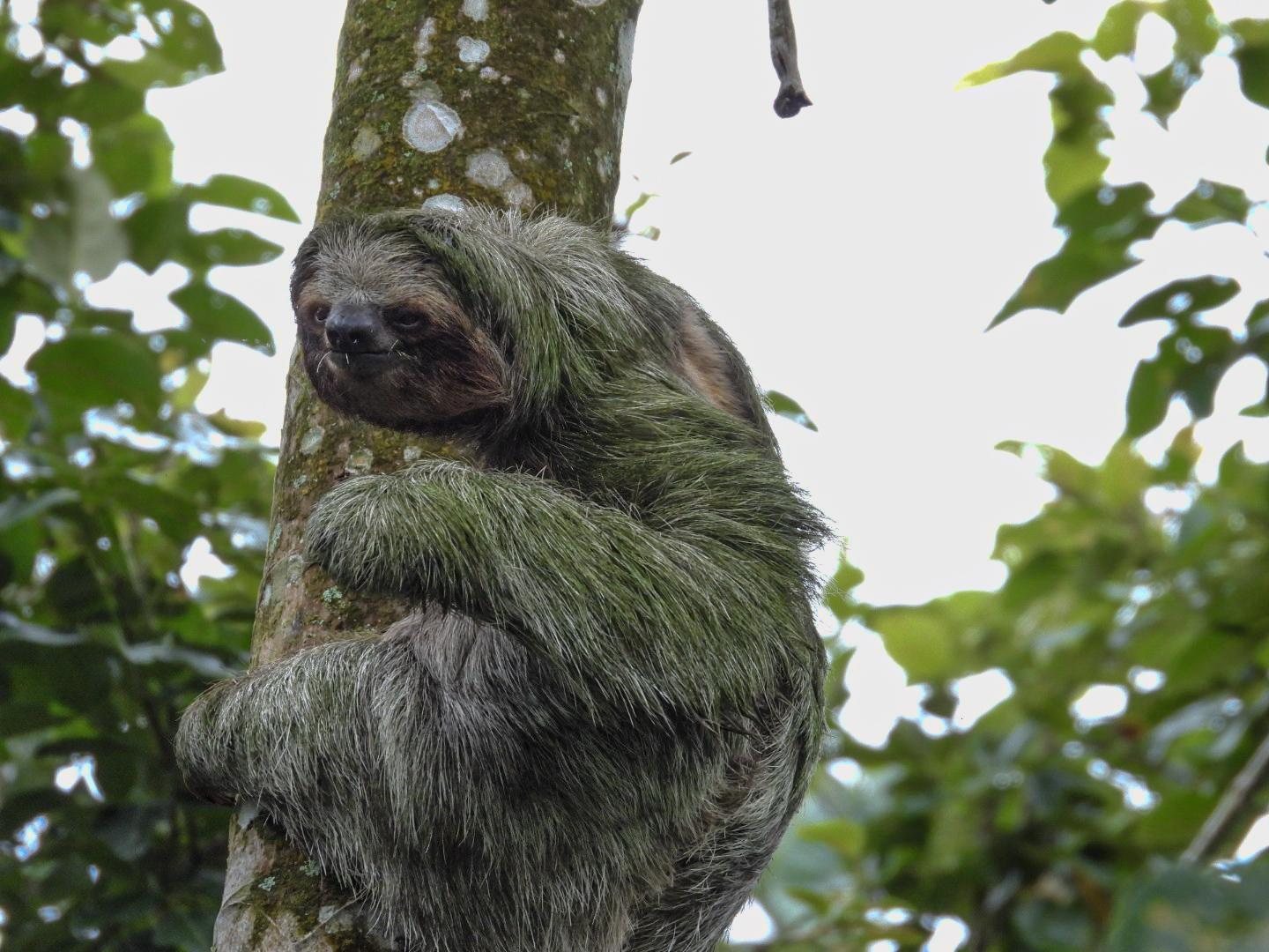 La Fortuna Sloth & Rainforest Experience with Cooking Class