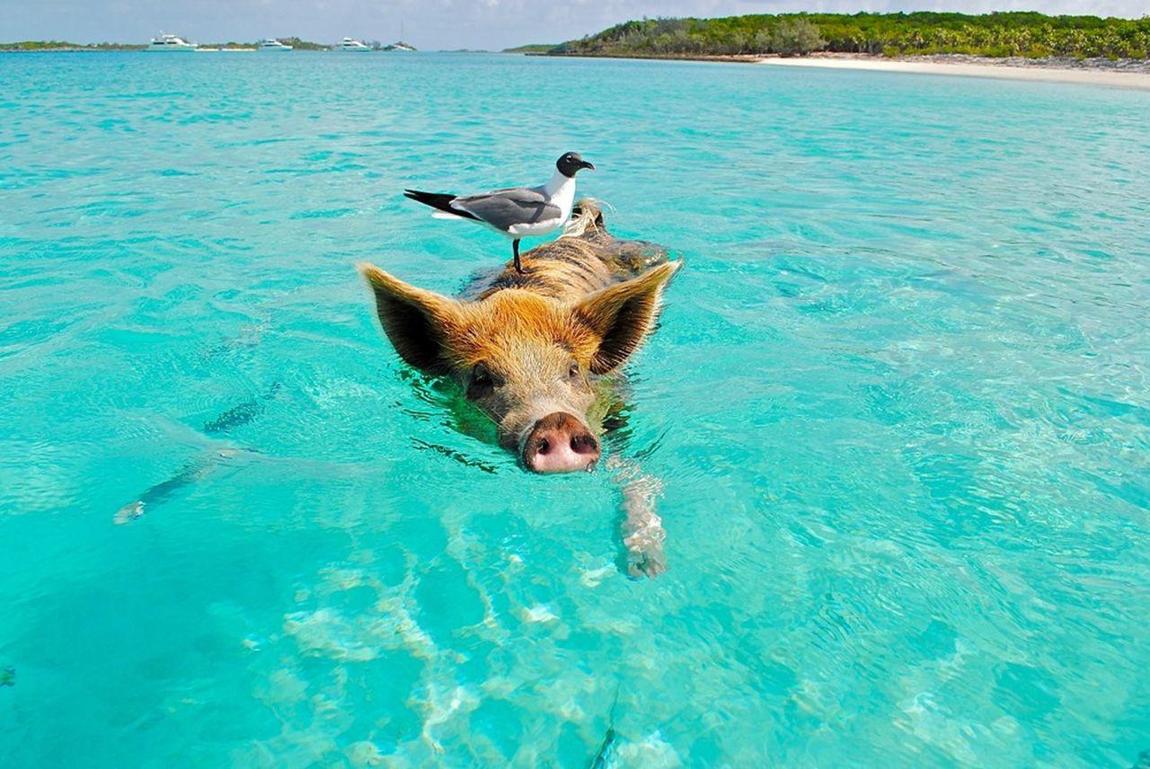 Private Island Hopping: Koh Madsum & Koh Tan Speedboat Adventure