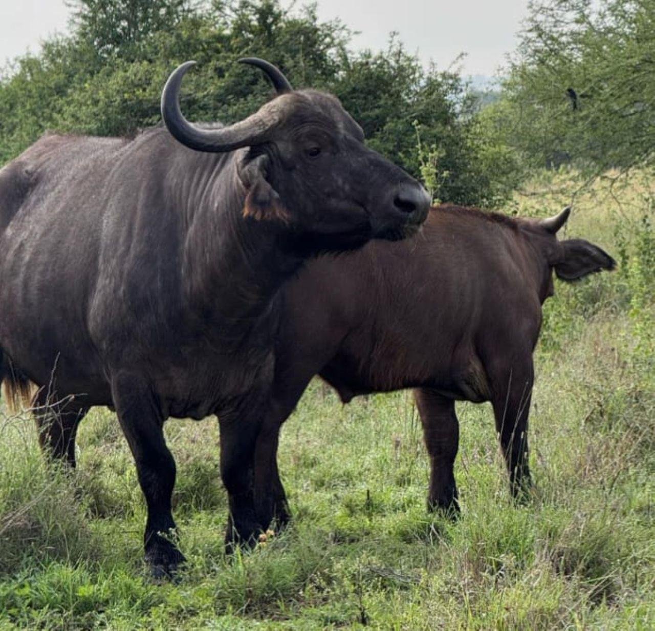 3-Day Maasai Mara Shared Jeep Safari from Nairobi