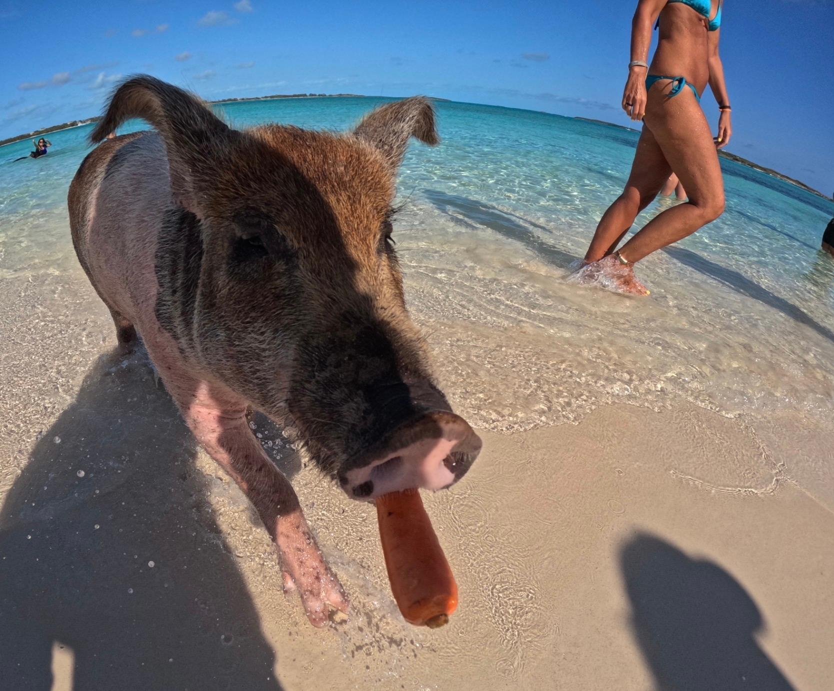 Nassau Private Boat & Snorkel Adventure